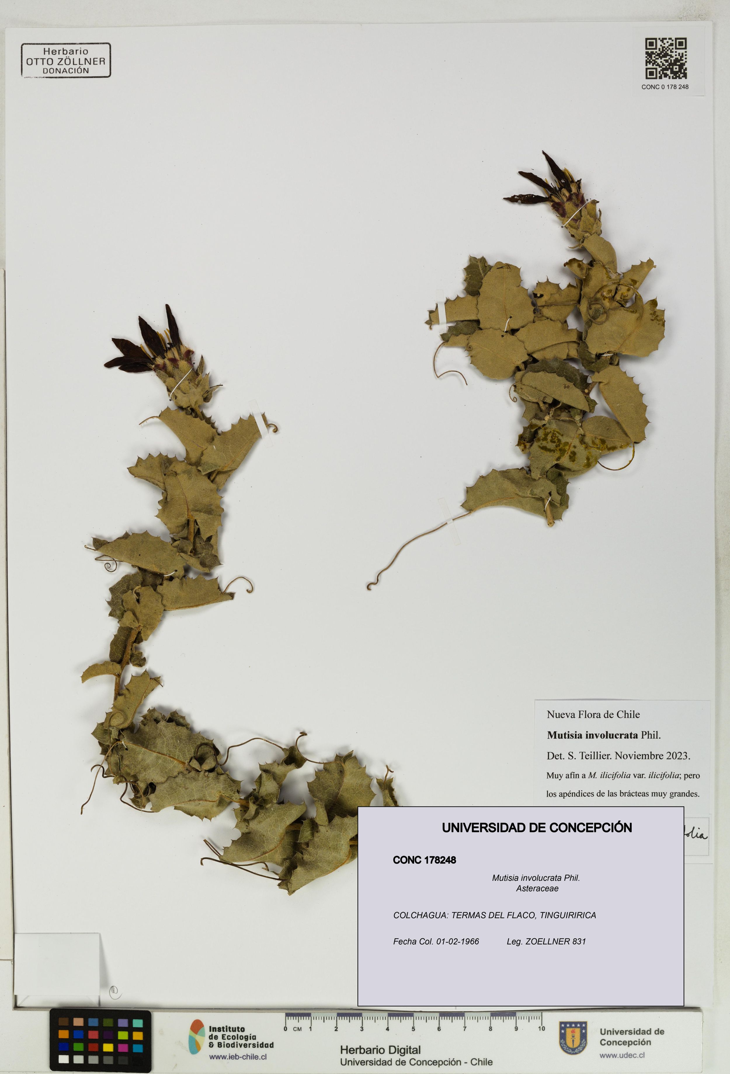 Mutisia involucrata [Espécimen: ]