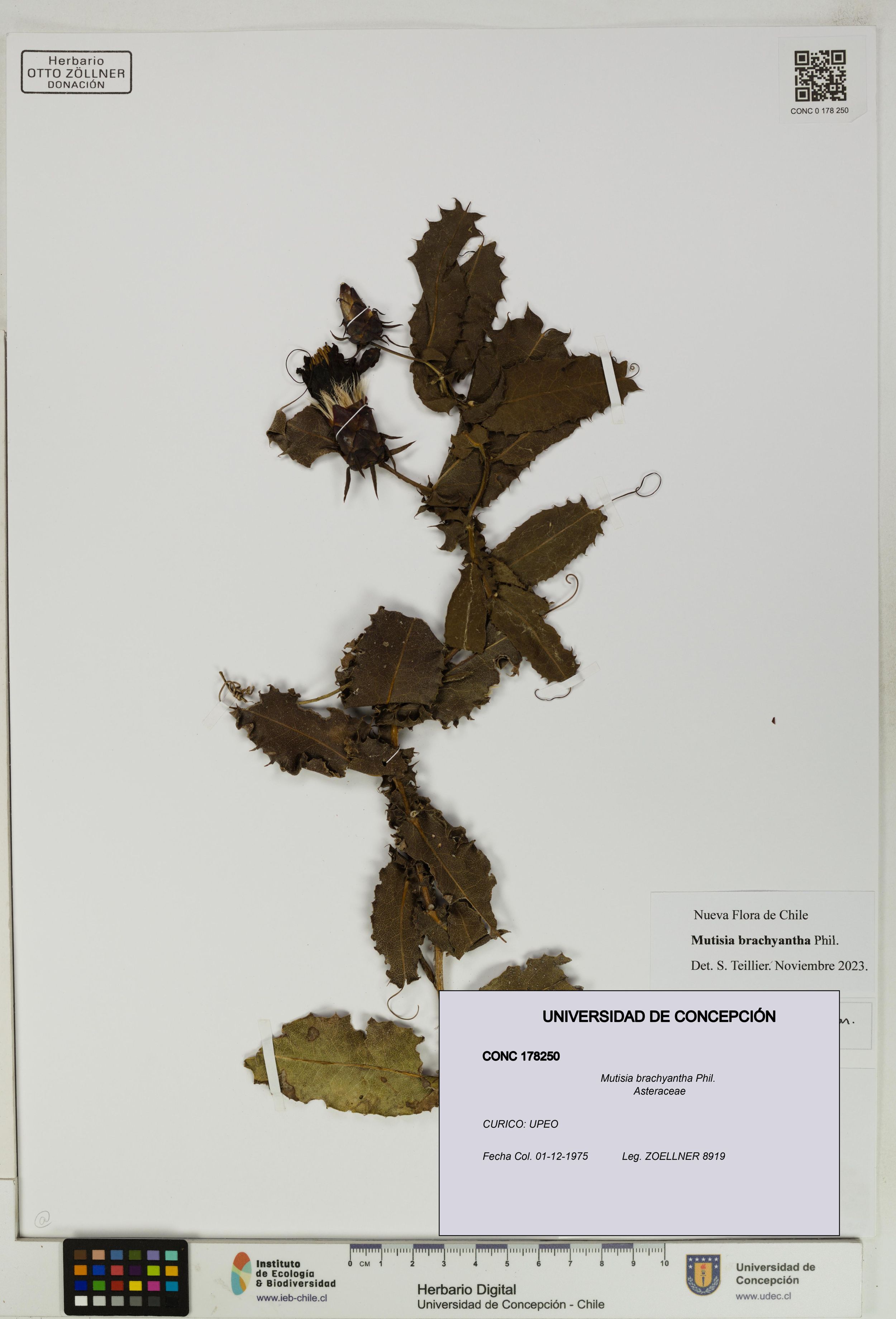 Mutisia brachyantha [Espécimen: ]