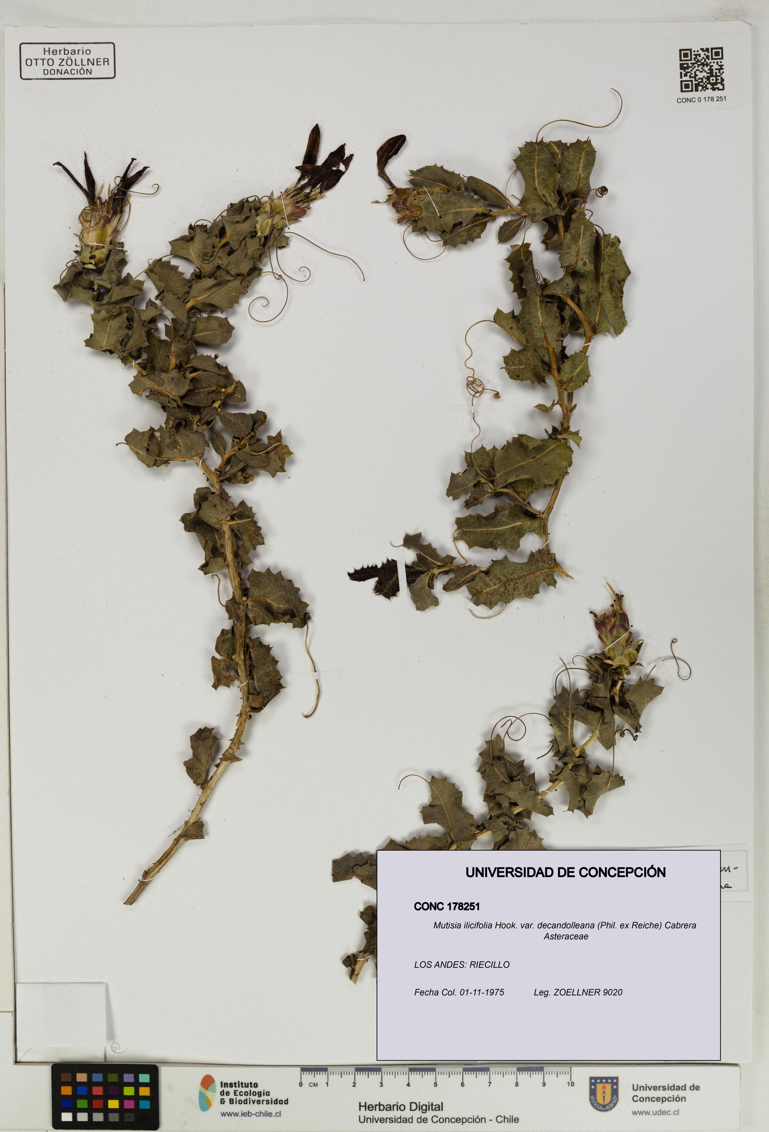 Mutisia ilicifolia var. decandolleana [Espécimen: ]