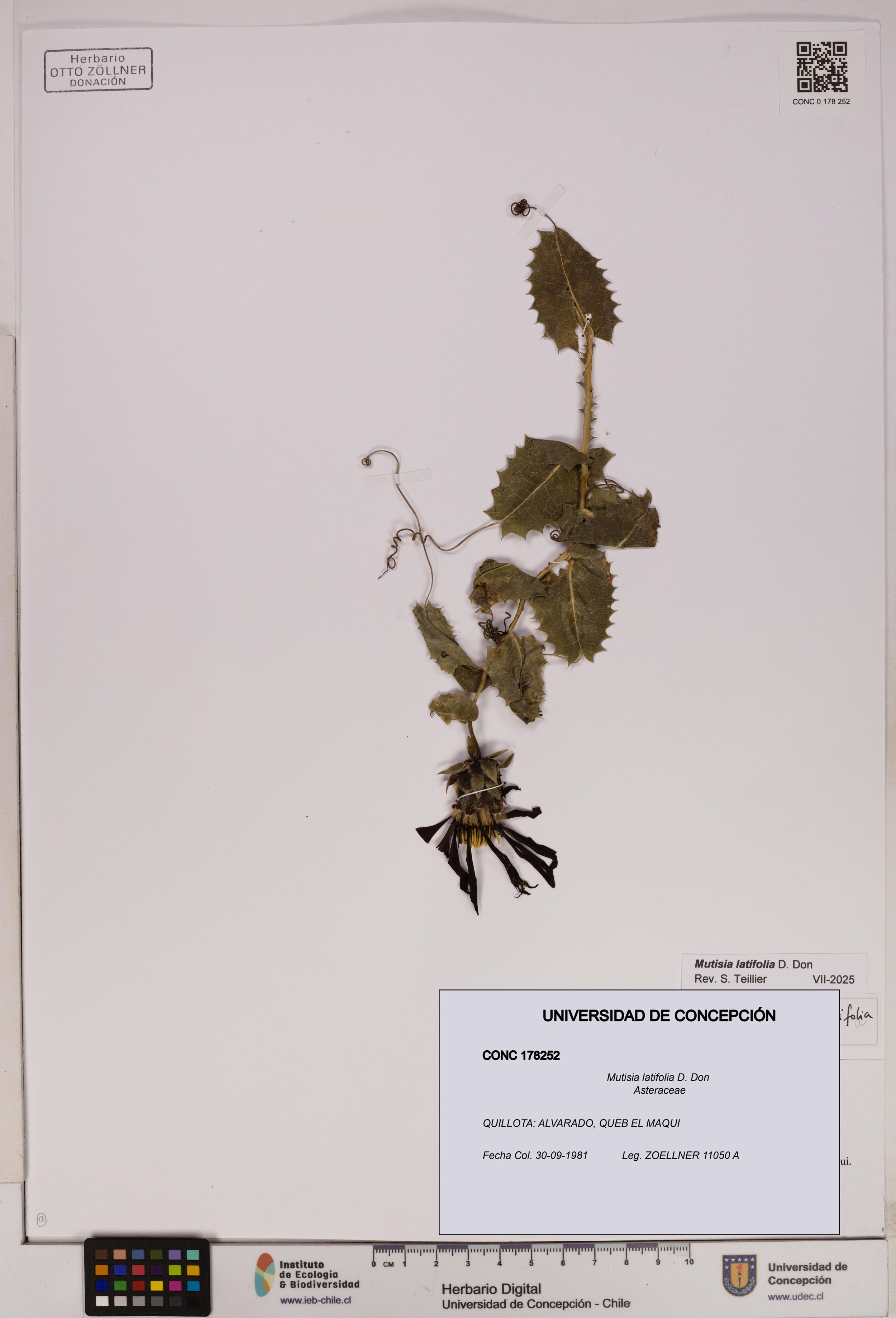 Mutisia latifolia [Espécimen: ]