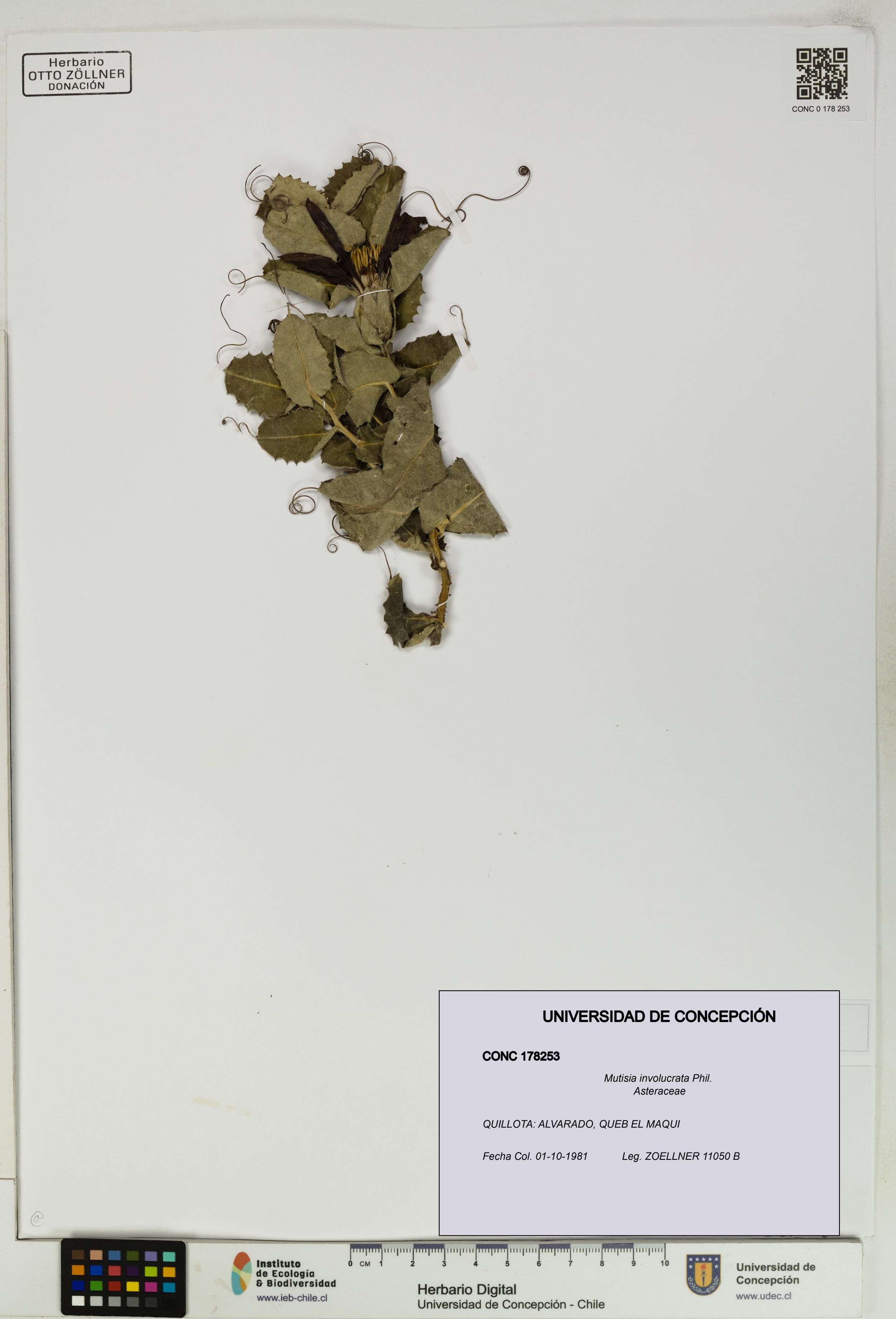 Mutisia involucrata [Espécimen: ]