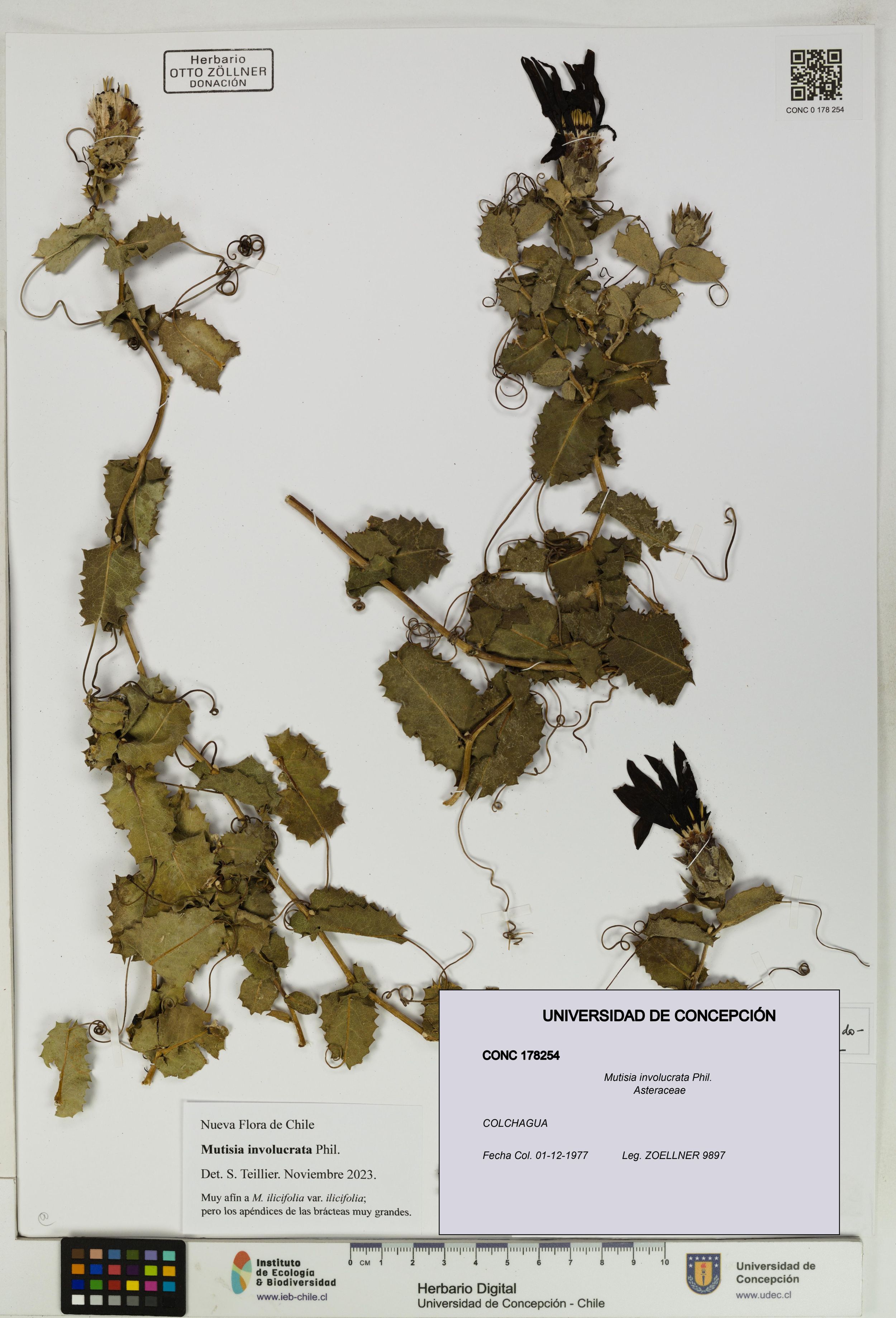 Mutisia involucrata [Espécimen: ]