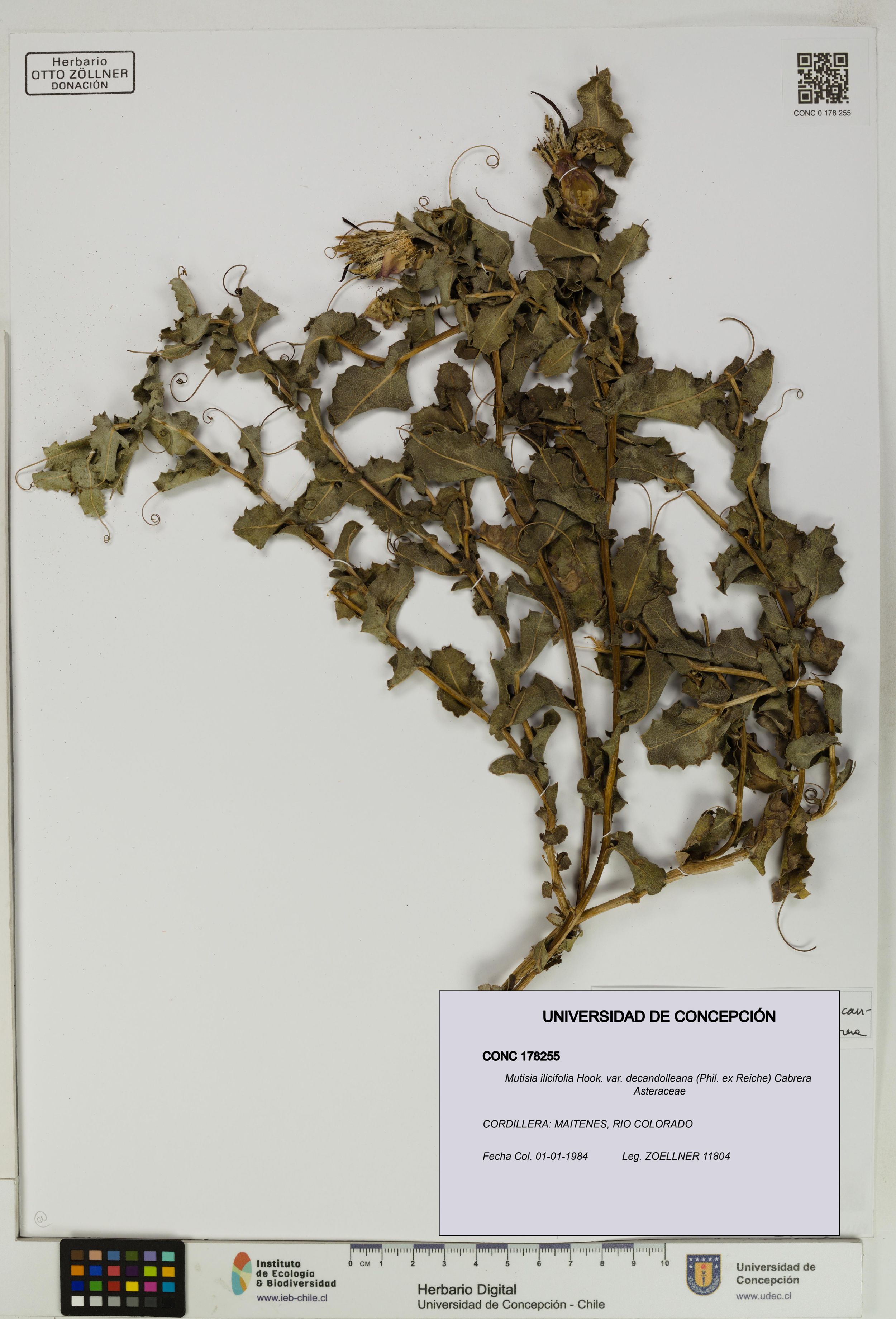 Mutisia ilicifolia var. decandolleana [Espécimen: ]