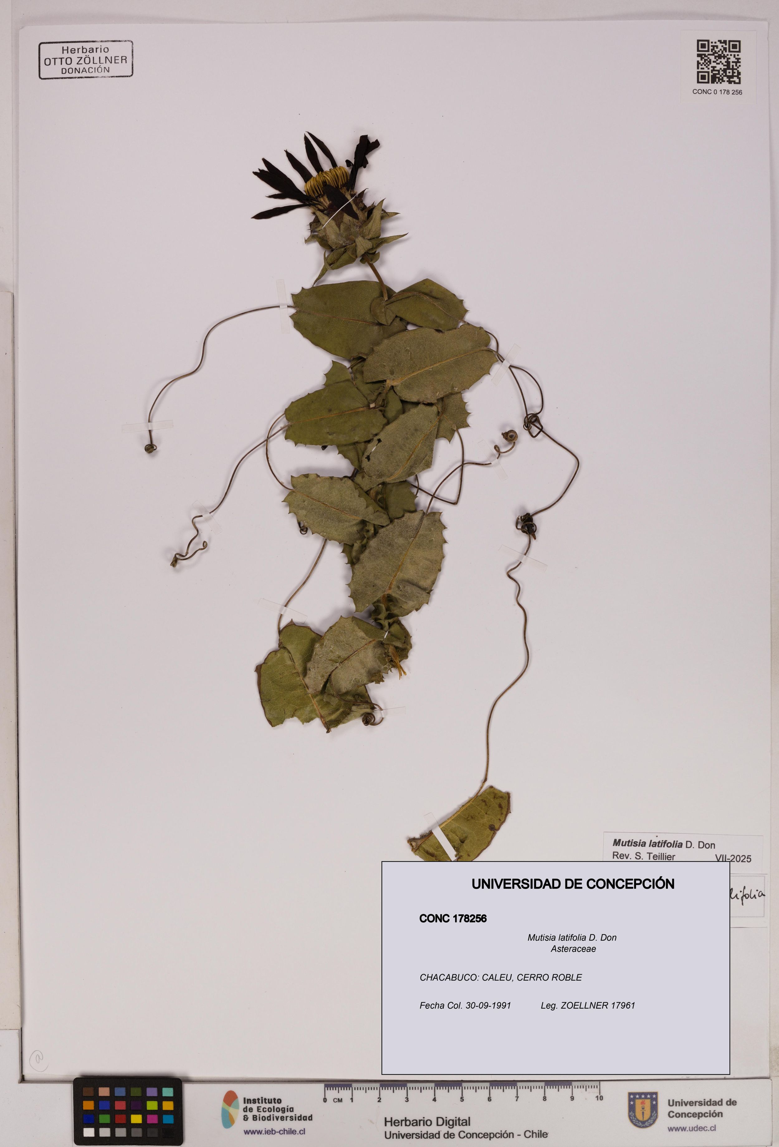 Mutisia latifolia [Espécimen: ]