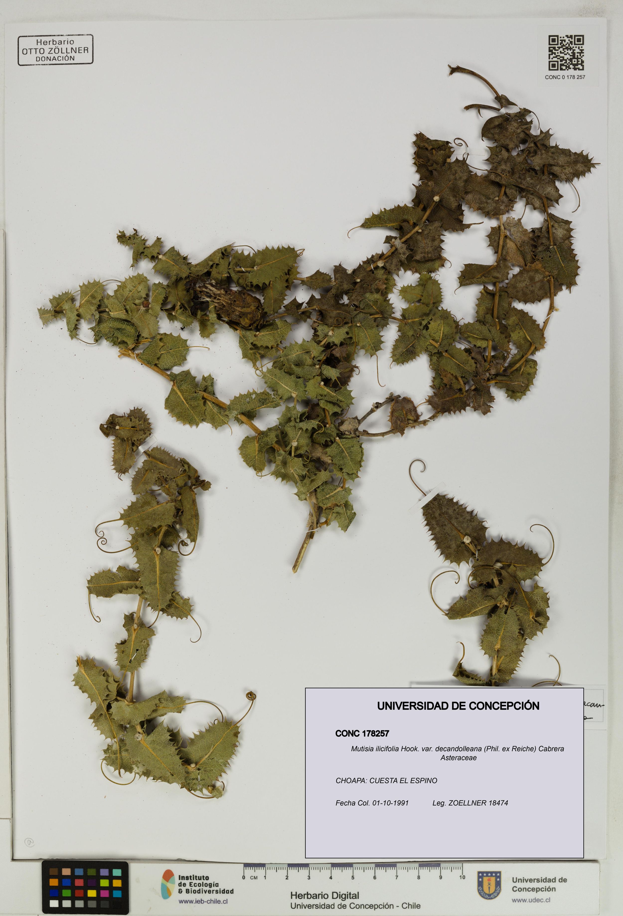Mutisia ilicifolia var. decandolleana [Espécimen: ]