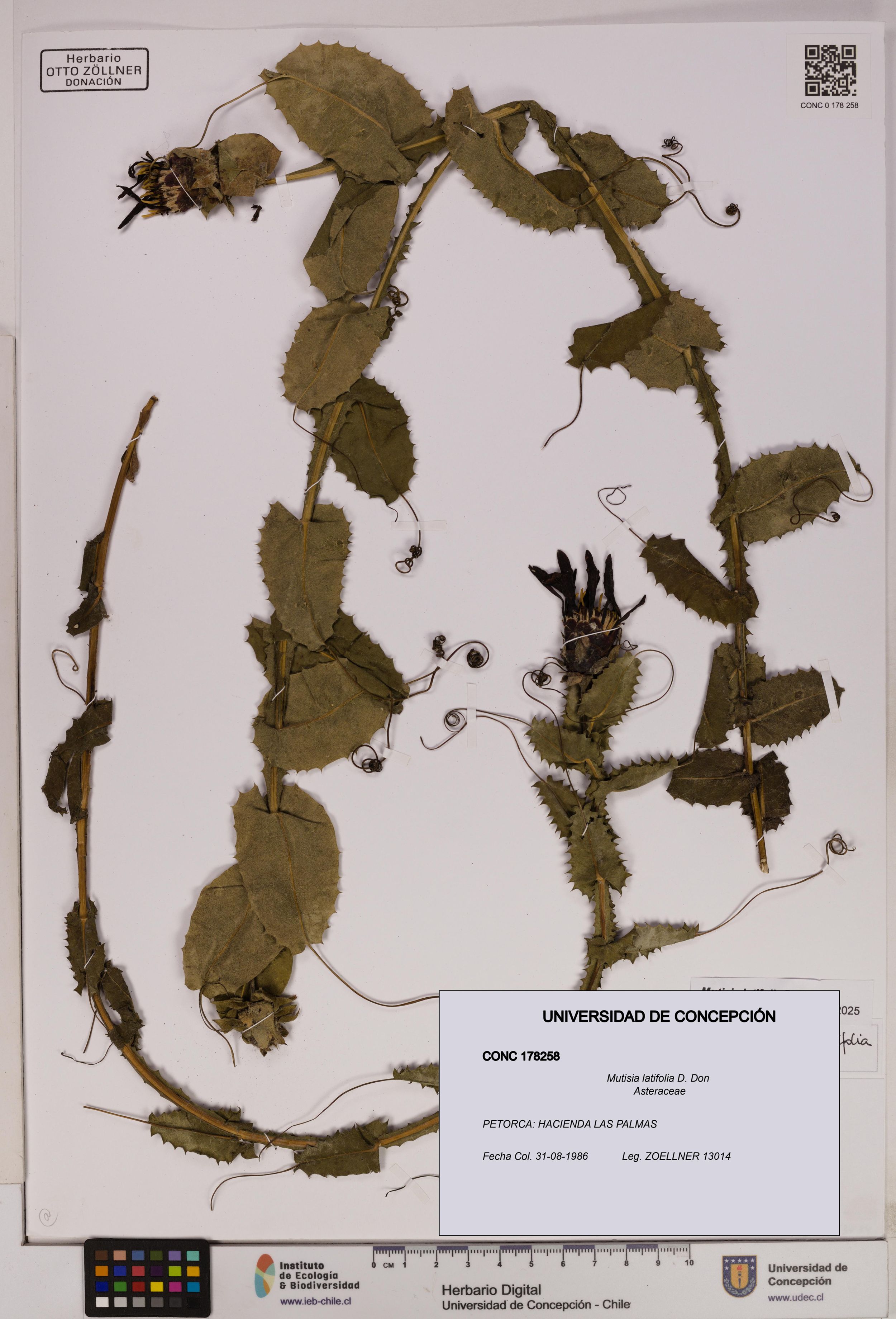 Mutisia latifolia [Espécimen: ]