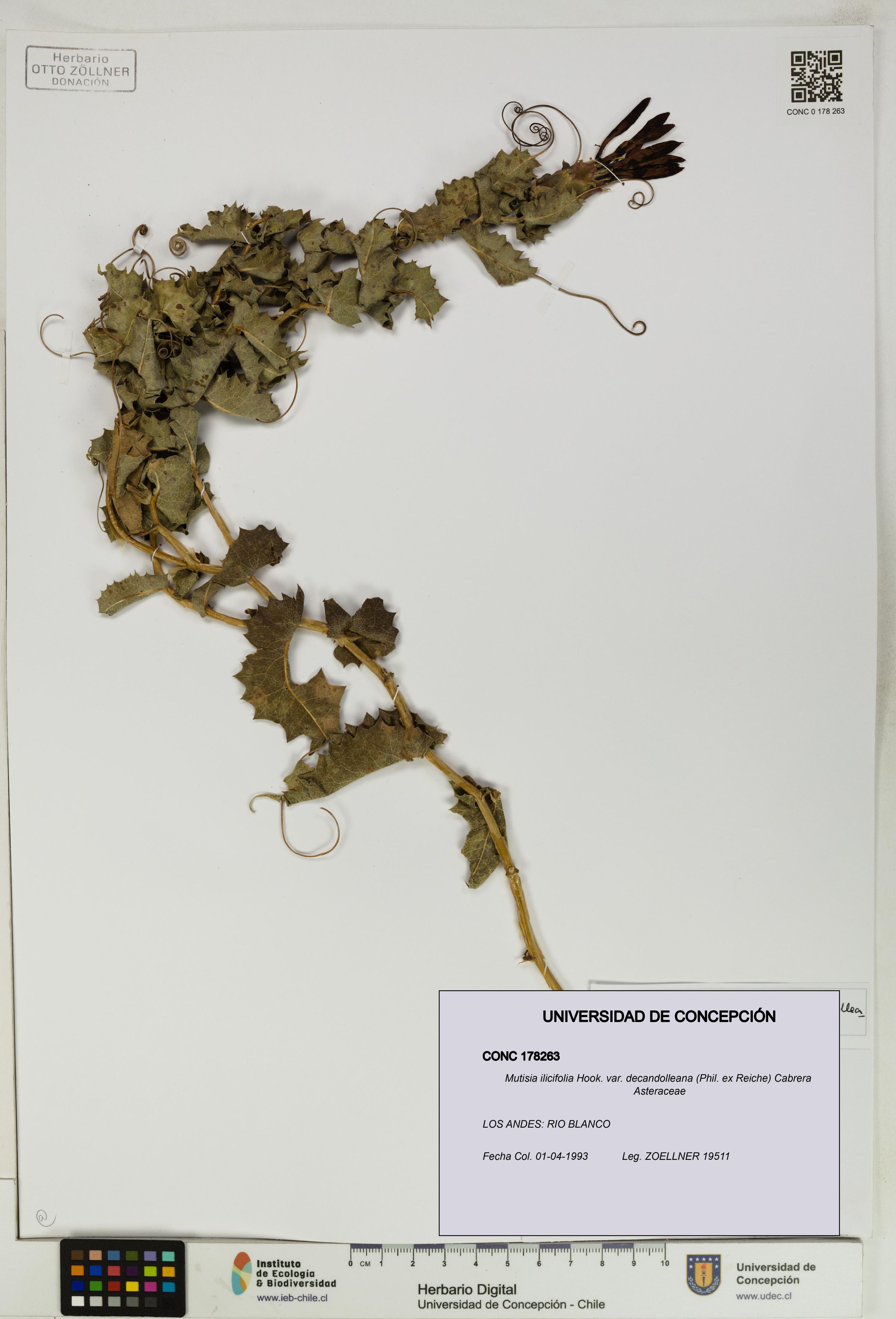 Mutisia ilicifolia var. decandolleana [Espécimen: ]