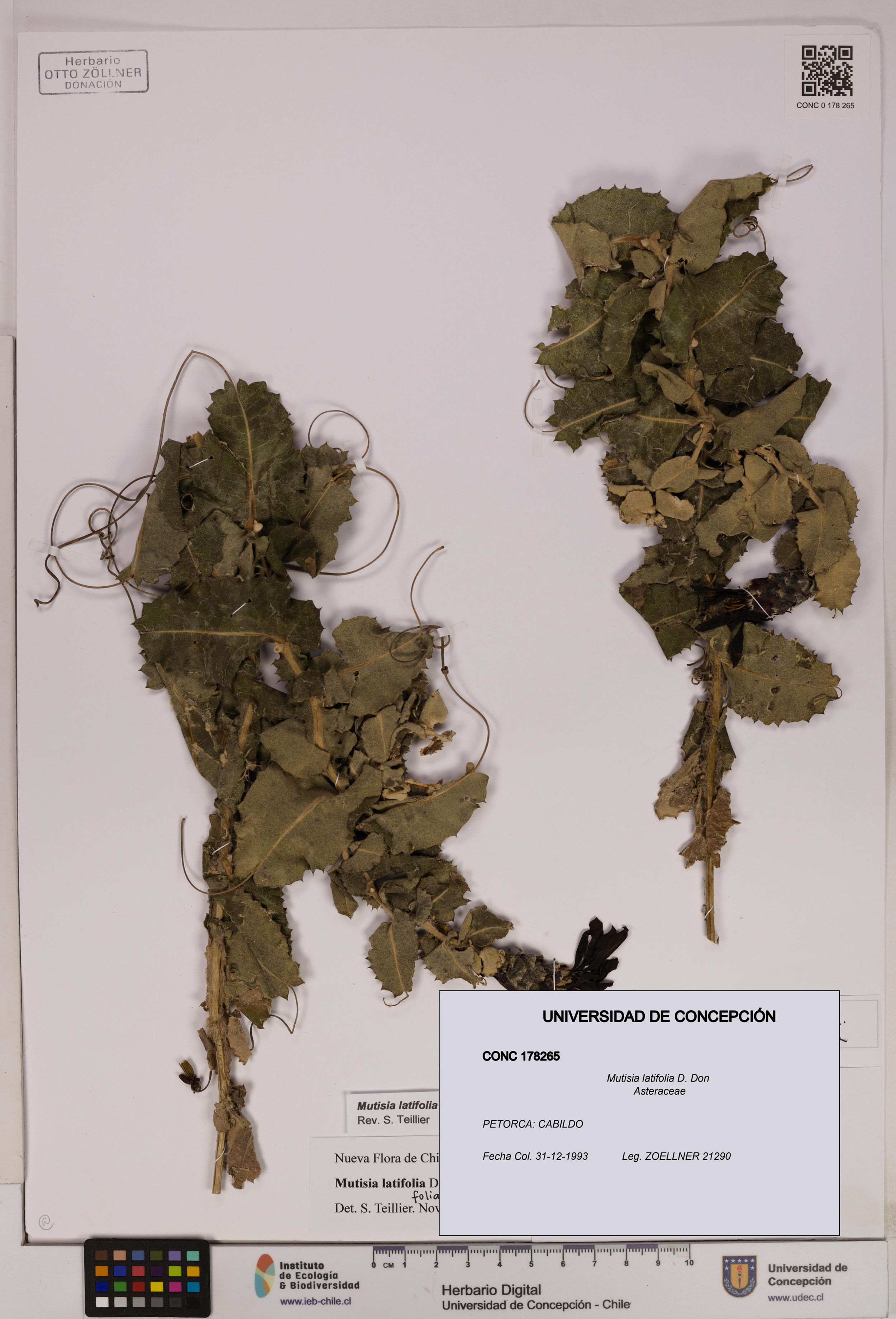 Mutisia latifolia [Espécimen: ]