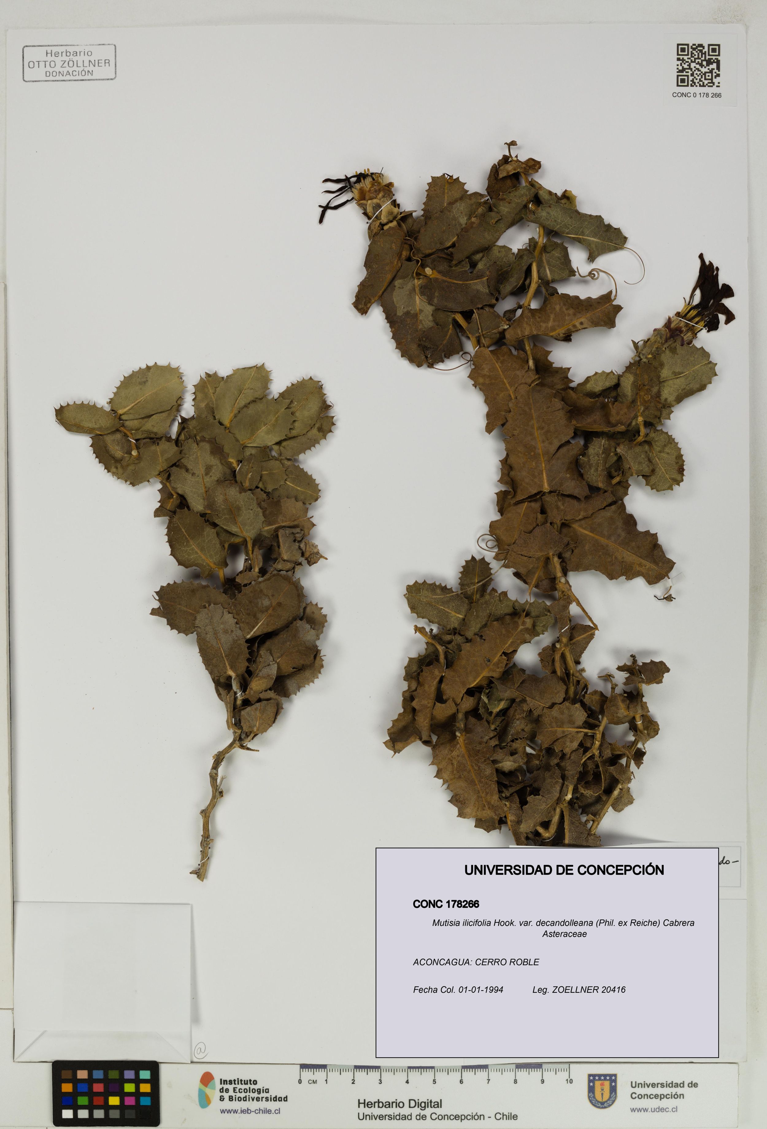 Mutisia ilicifolia var. decandolleana [Espécimen: ]
