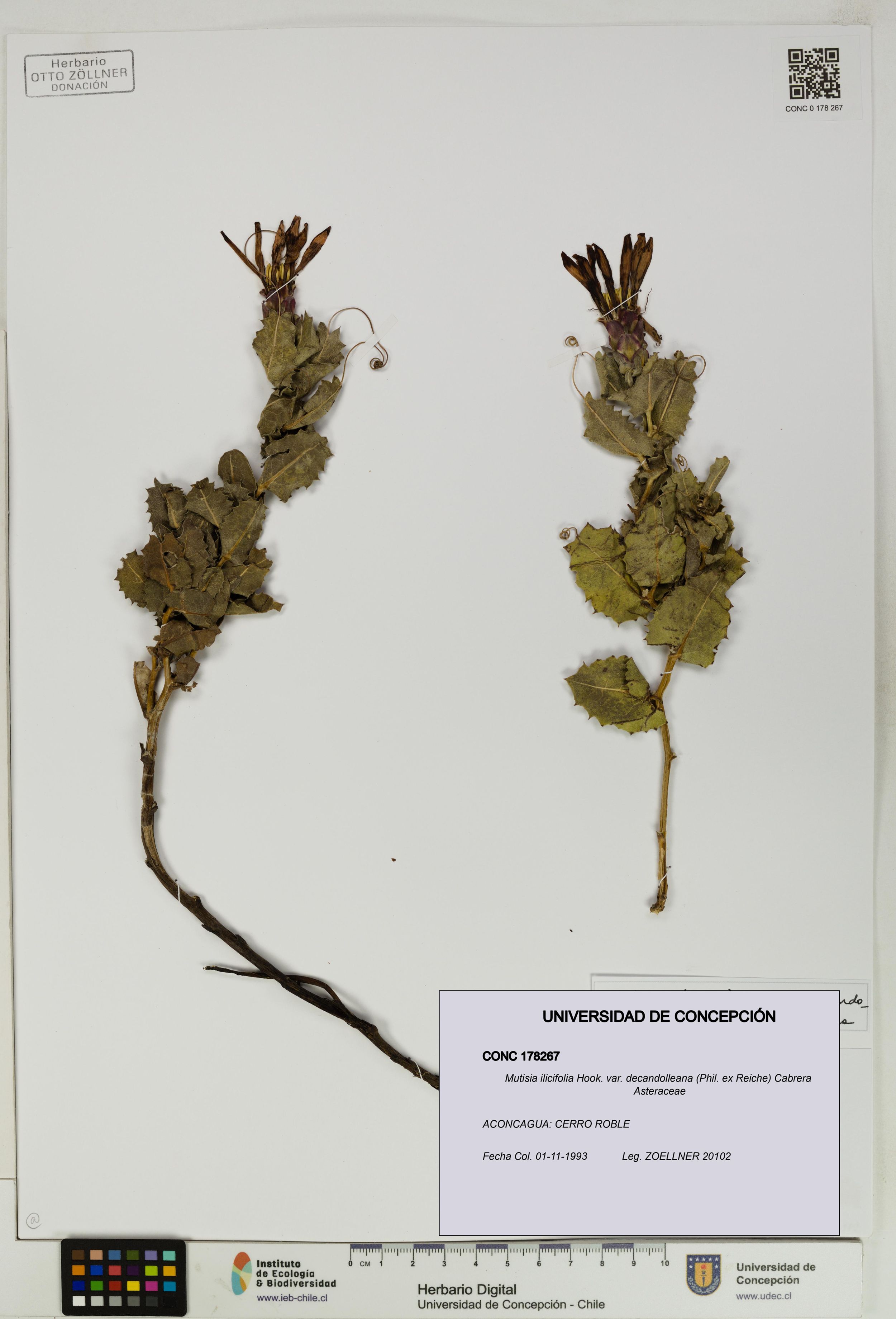 Mutisia ilicifolia var. decandolleana [Espécimen: ]