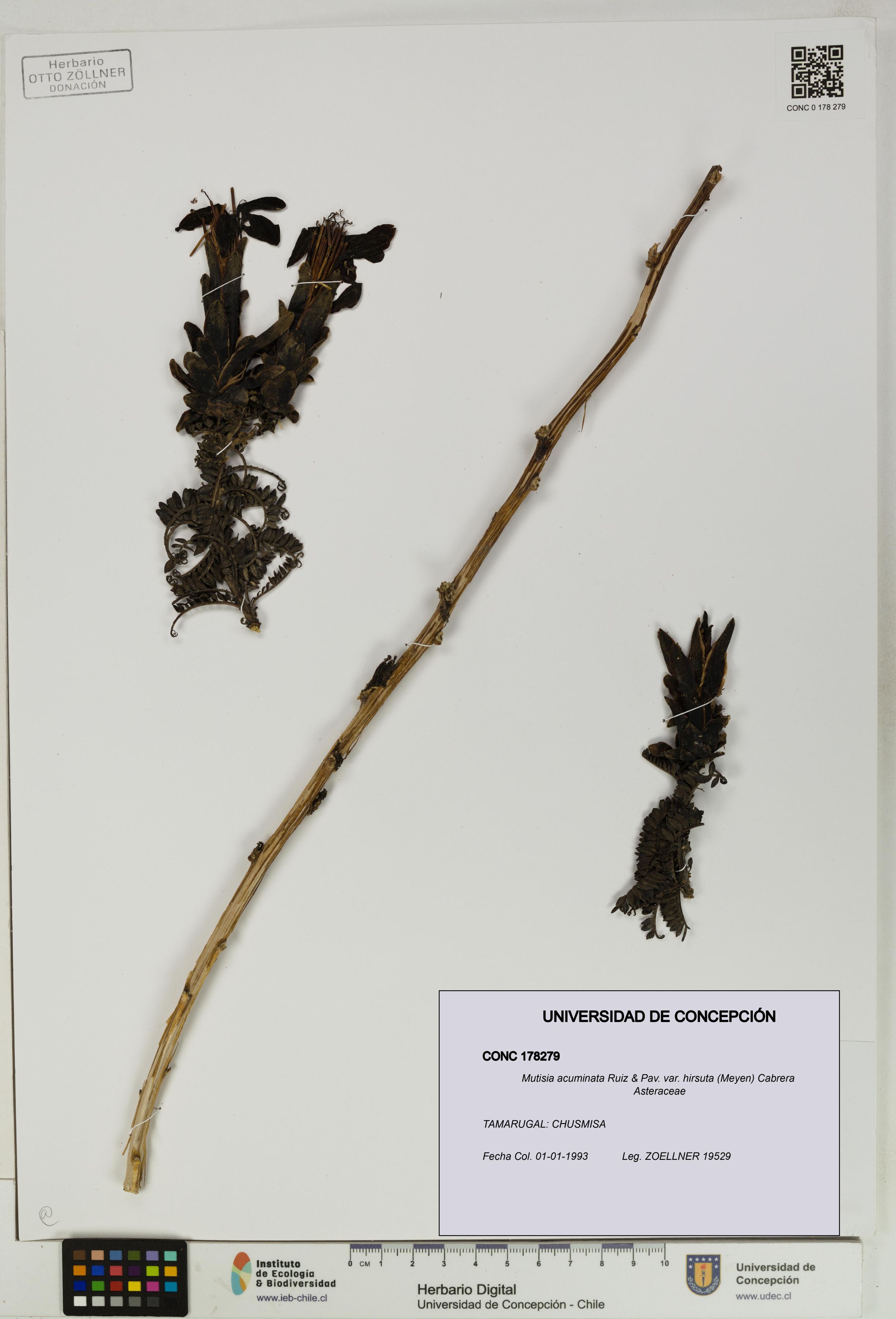 Mutisia acuminata var. hirsuta [Espécimen: ]