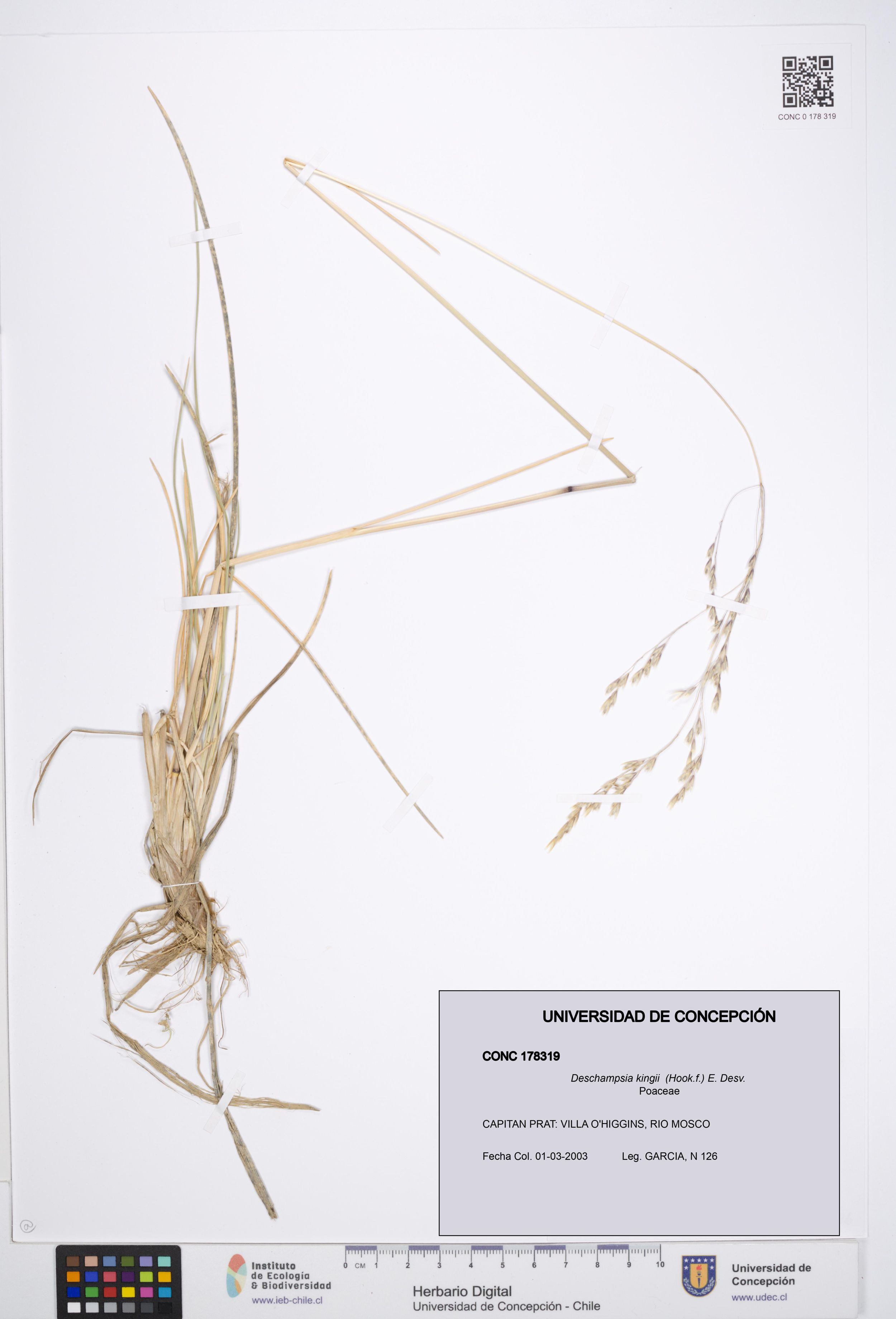 Deschampsia kingii [Espécimen: ]