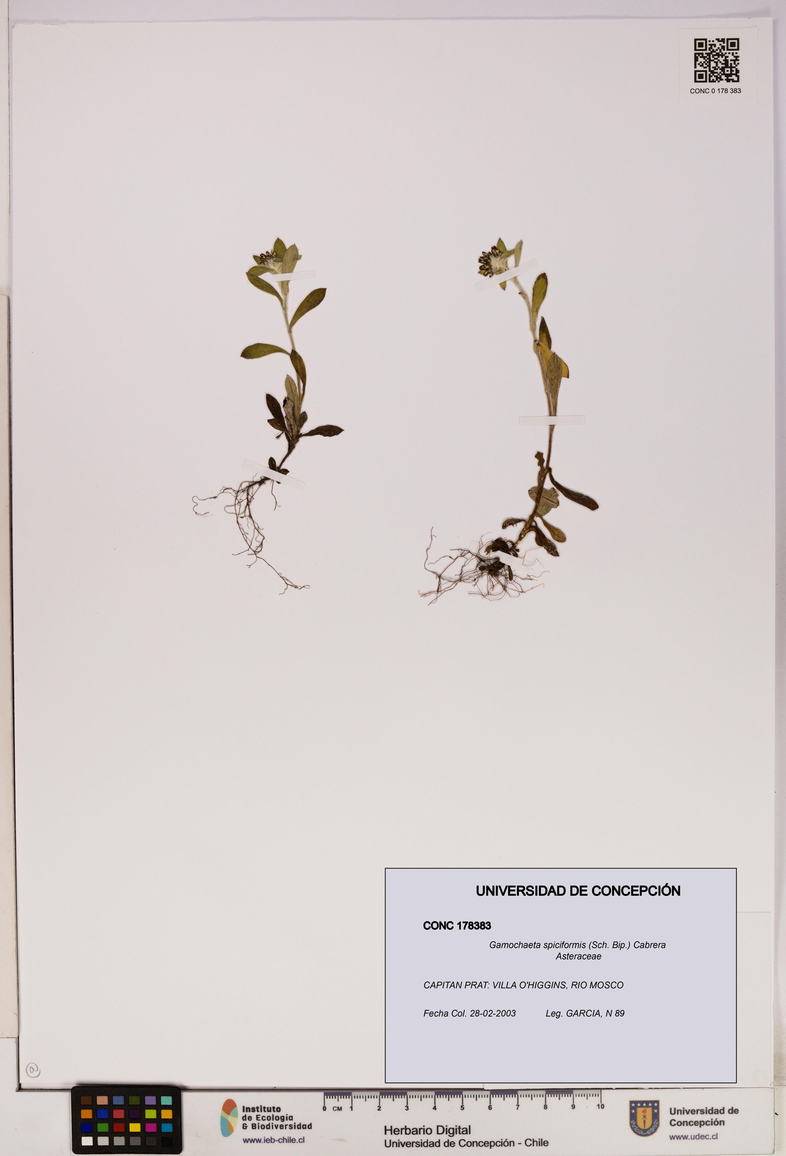 Gamochaeta spiciformis [Espécimen: ]