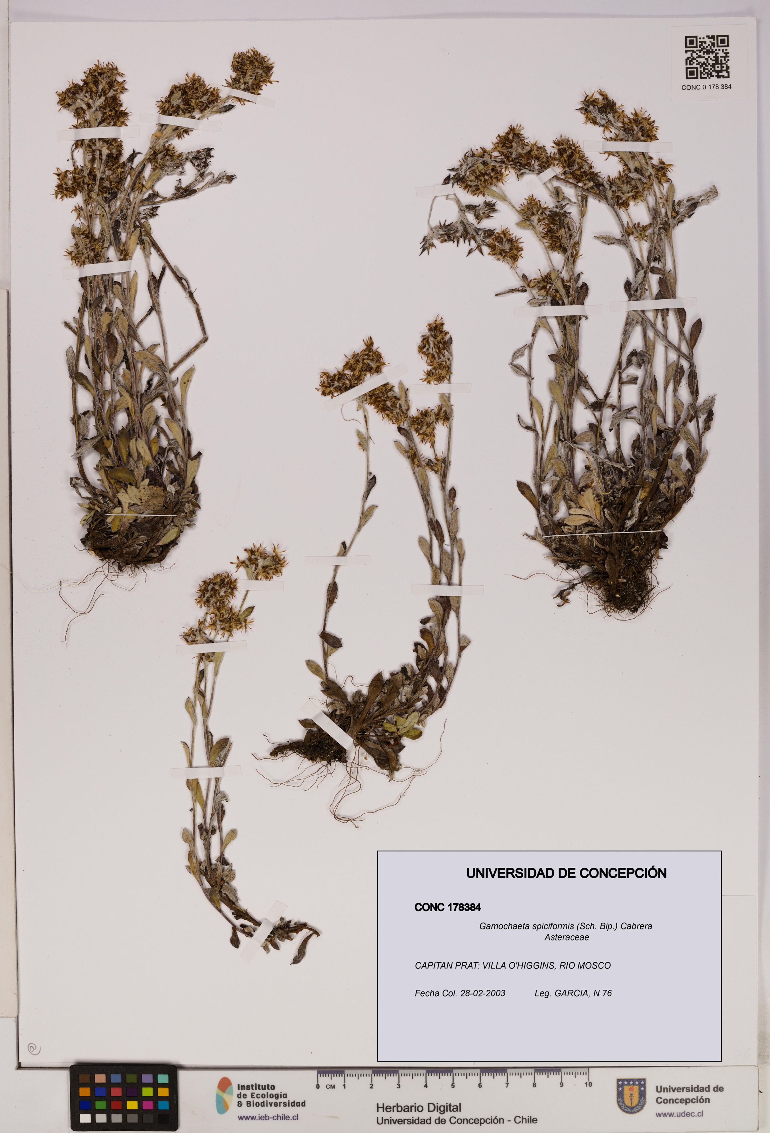 Gamochaeta spiciformis [Espécimen: ]
