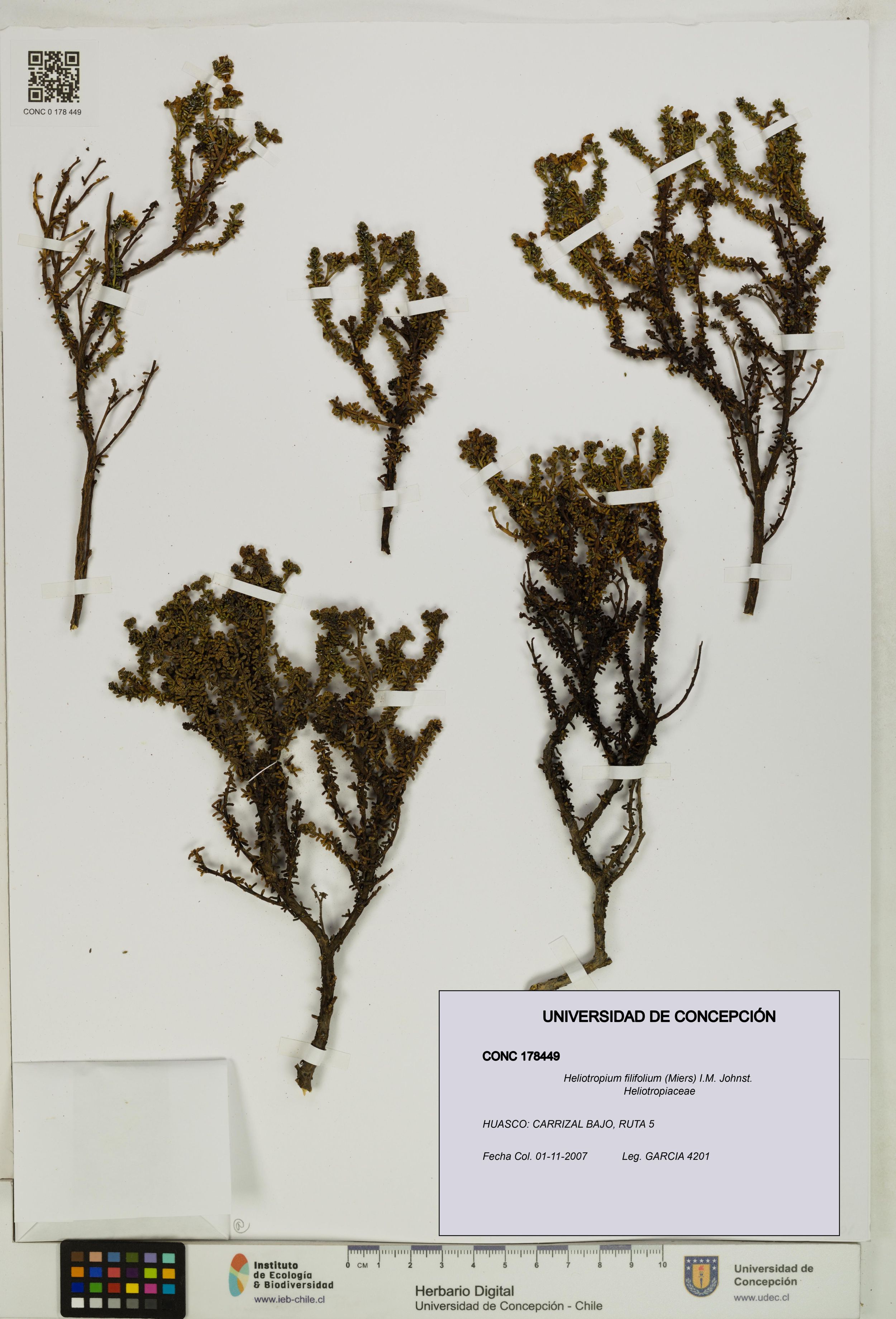 Heliotropium filifolium [Espécimen: ]