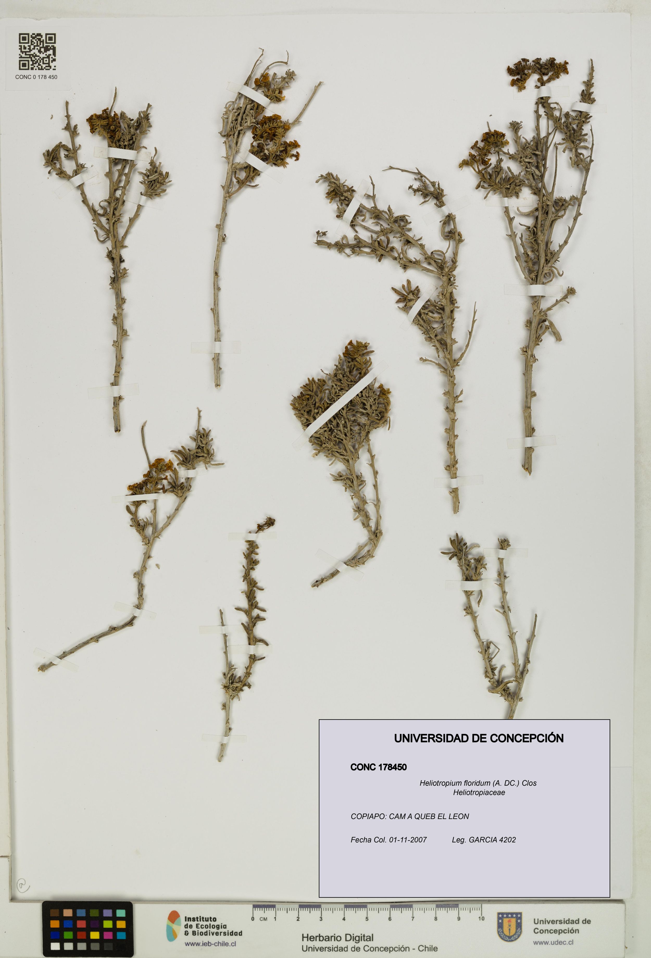 Heliotropium floridum [Espécimen: ]