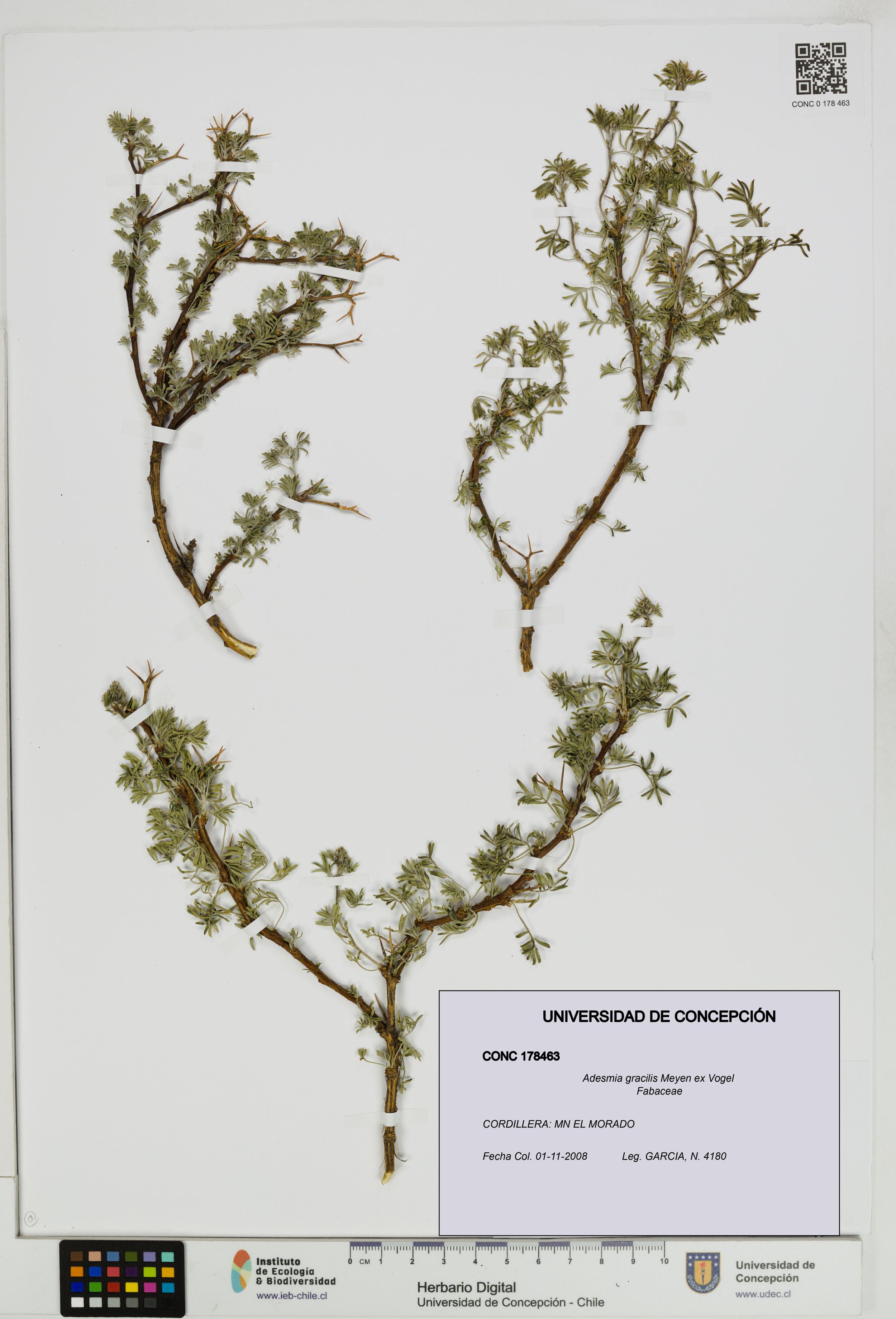 Adesmia gracilis [Espécimen: ]
