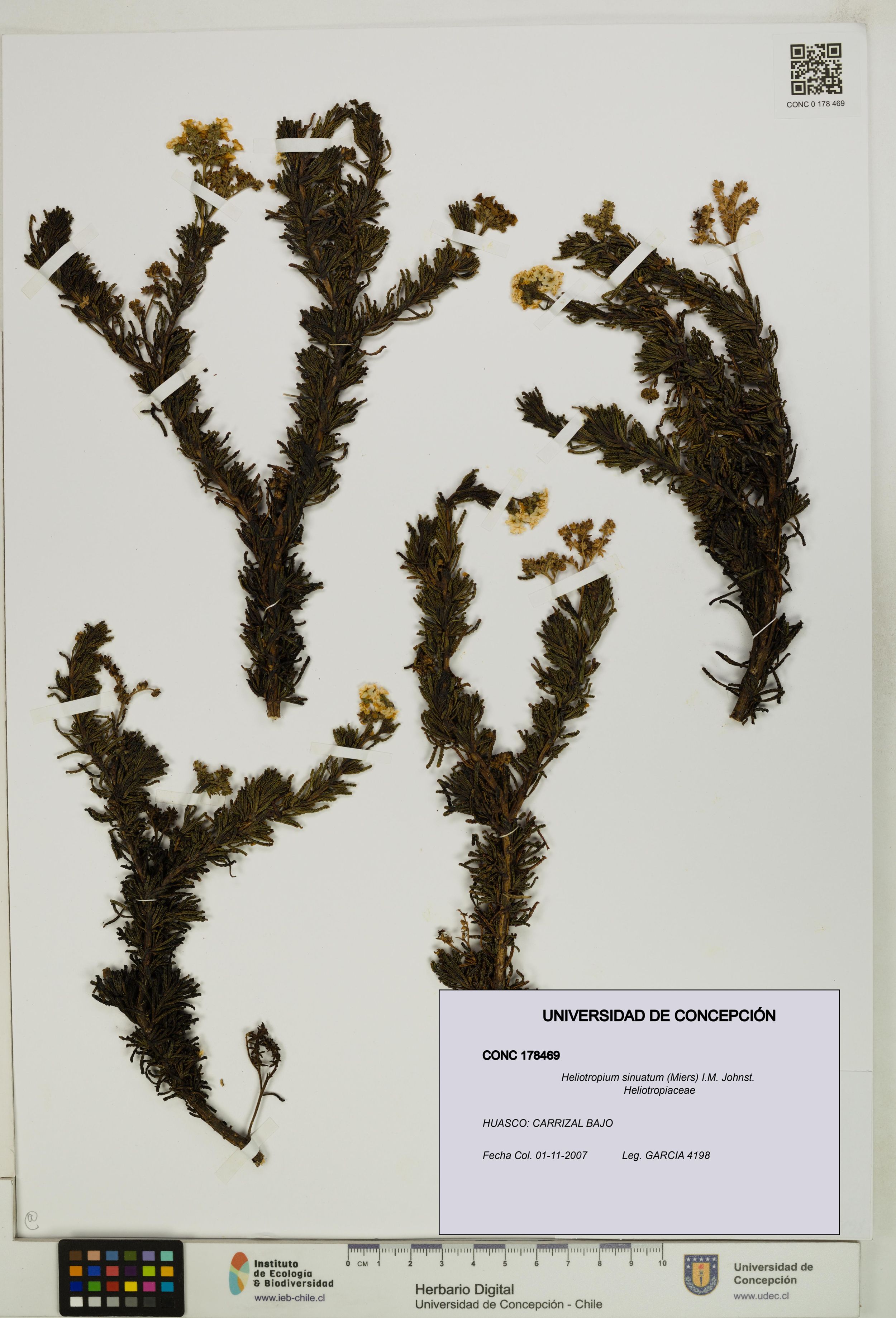 Heliotropium sinuatum [Espécimen: ]
