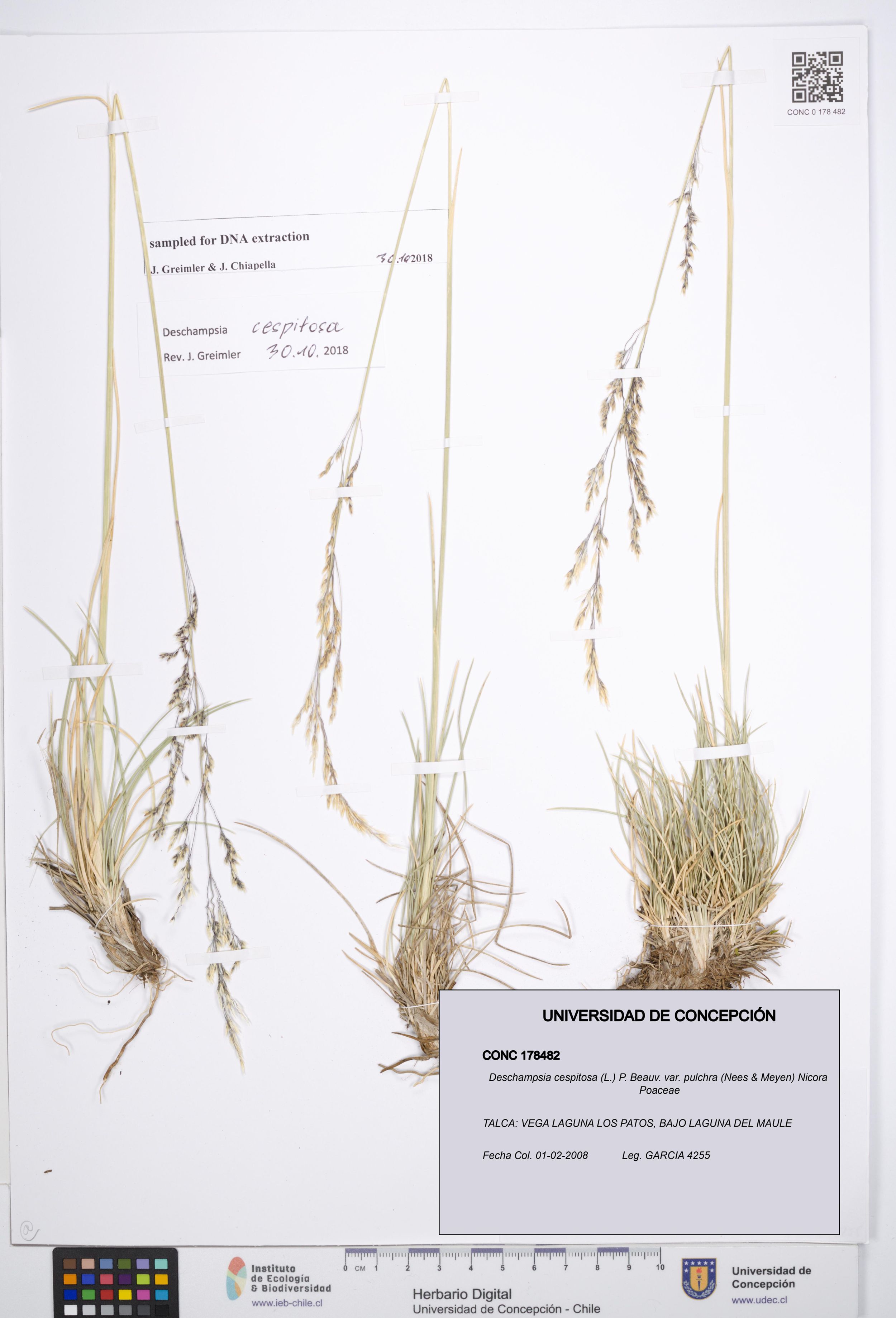 Deschampsia cespitosa var. pulchra [Espécimen: ]