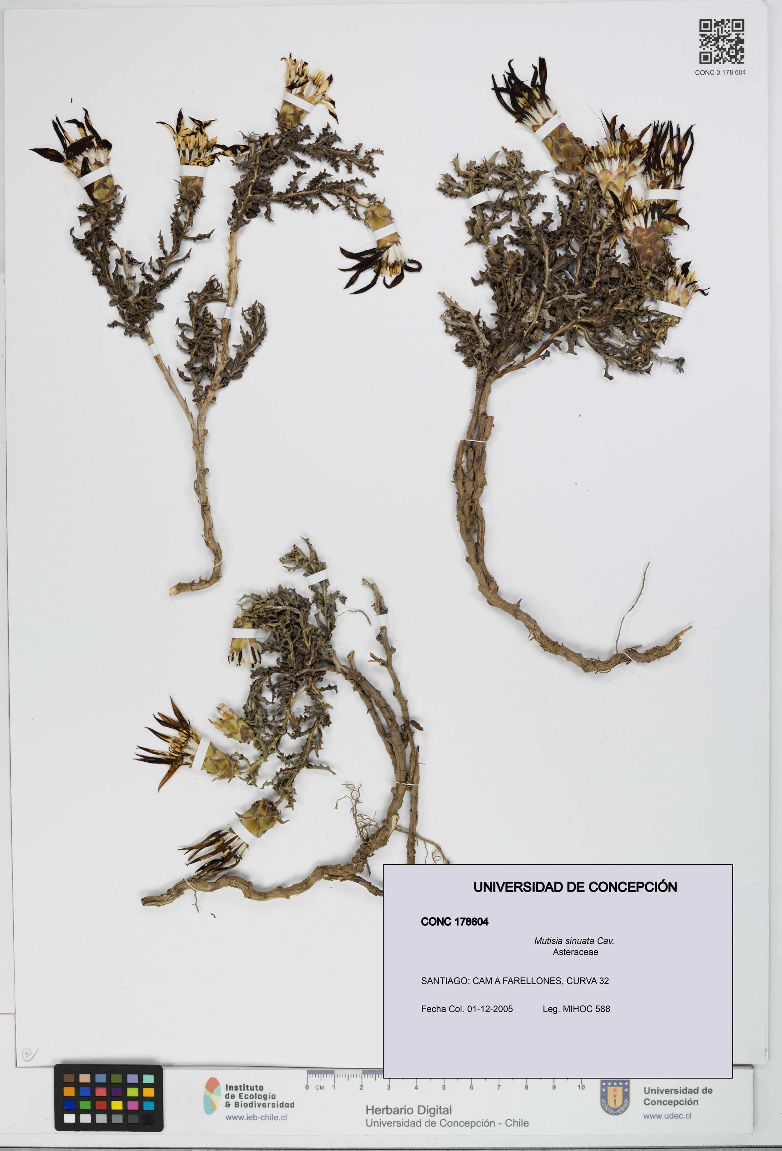 Mutisia sinuata [Espécimen: ]
