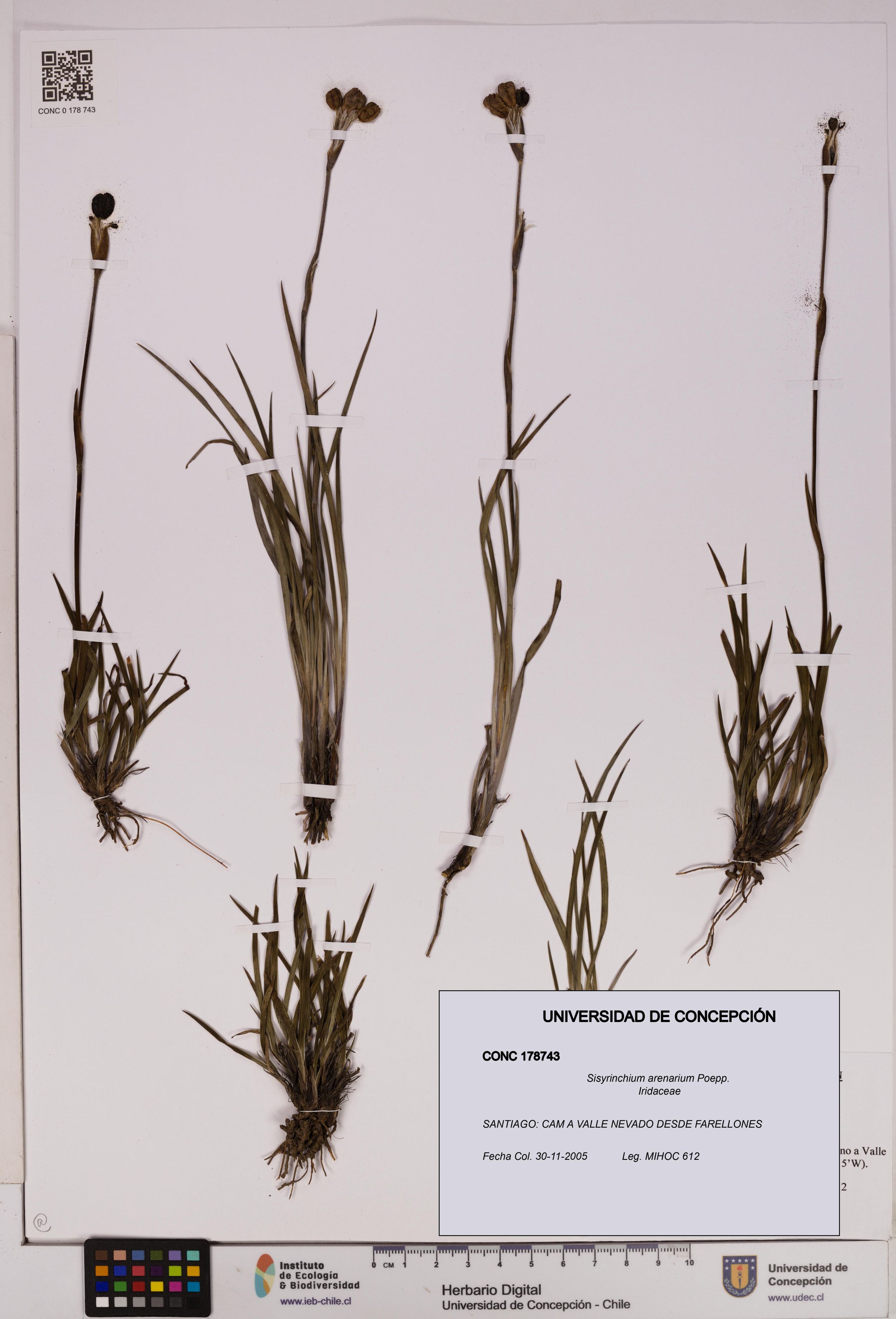 Sisyrinchium arenarium [Espécimen: ]