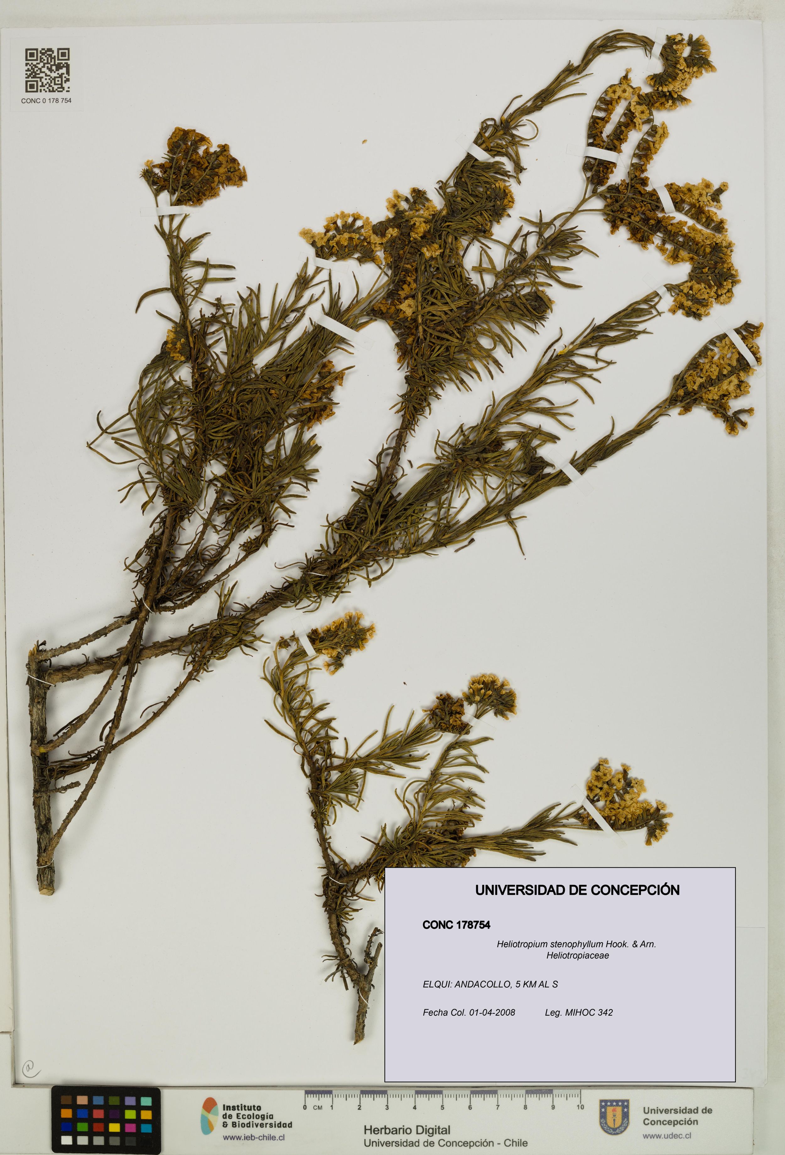 Heliotropium stenophyllum [Espécimen: ]