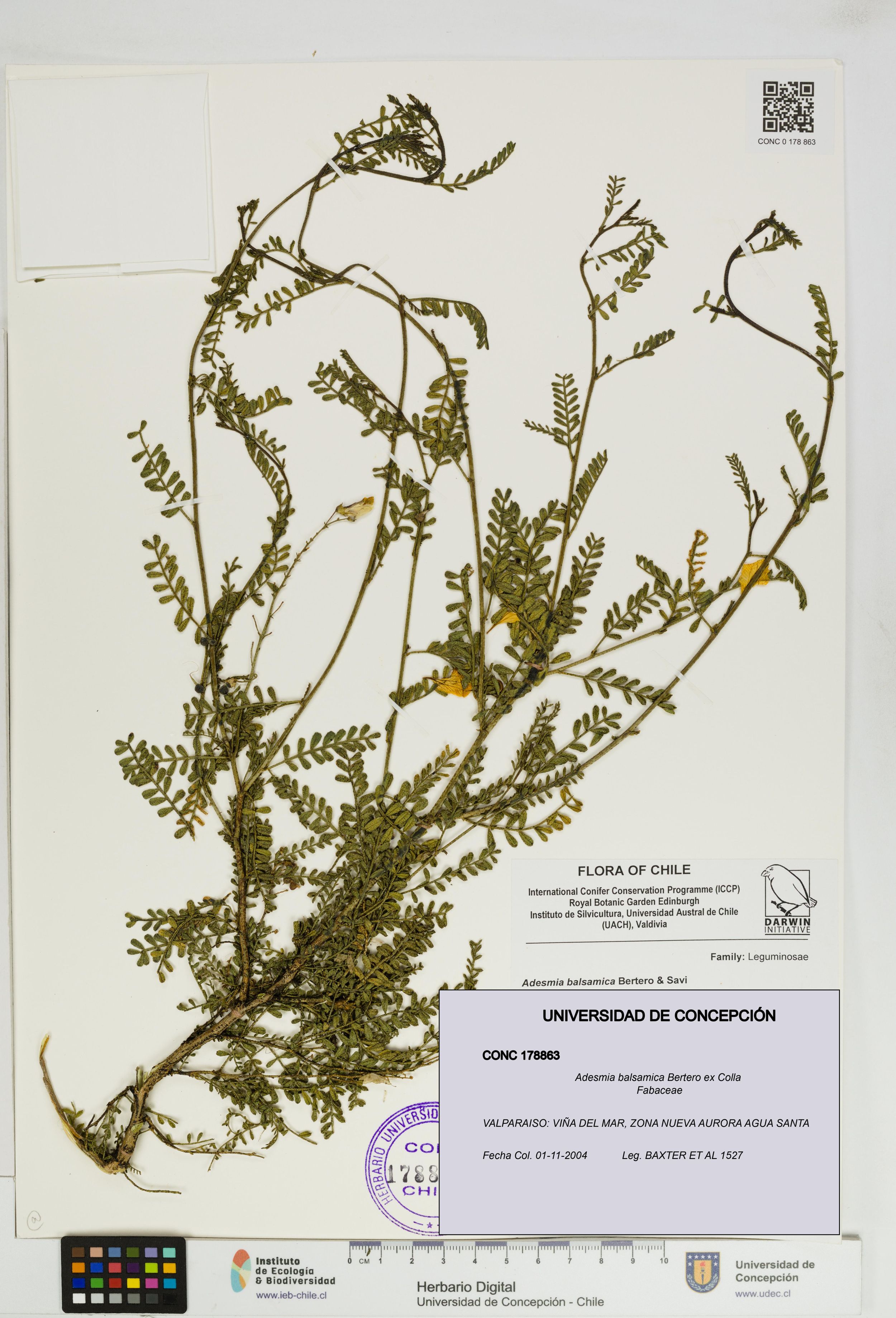 Adesmia balsamica [Espécimen: ]