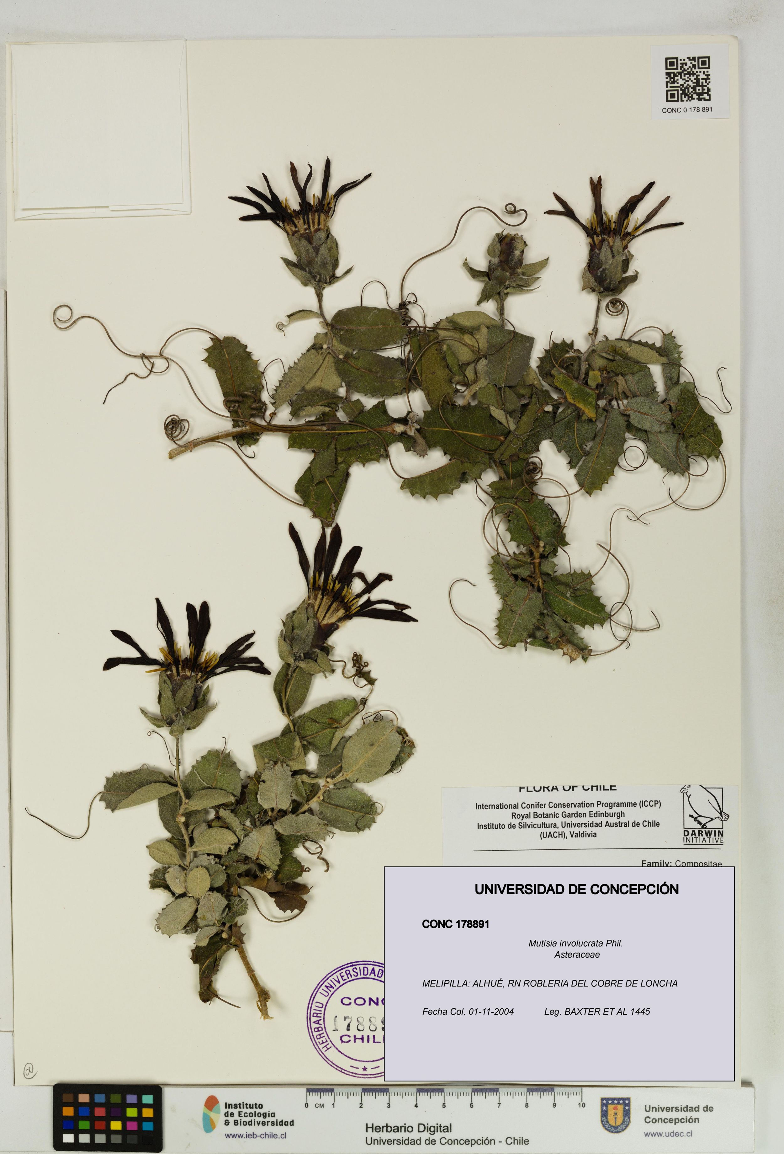Mutisia involucrata [Espécimen: ]