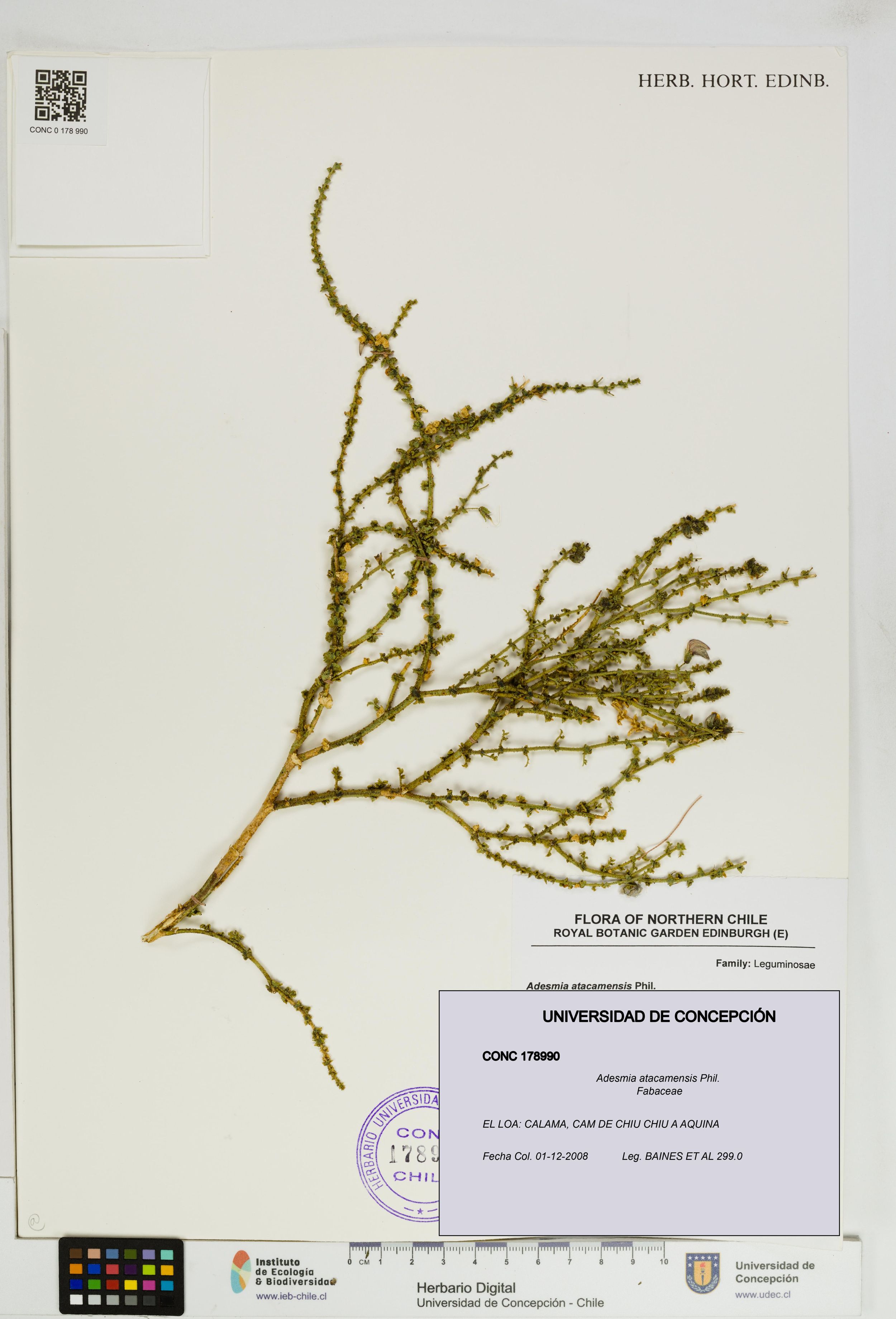 Adesmia atacamensis [Espécimen: ]