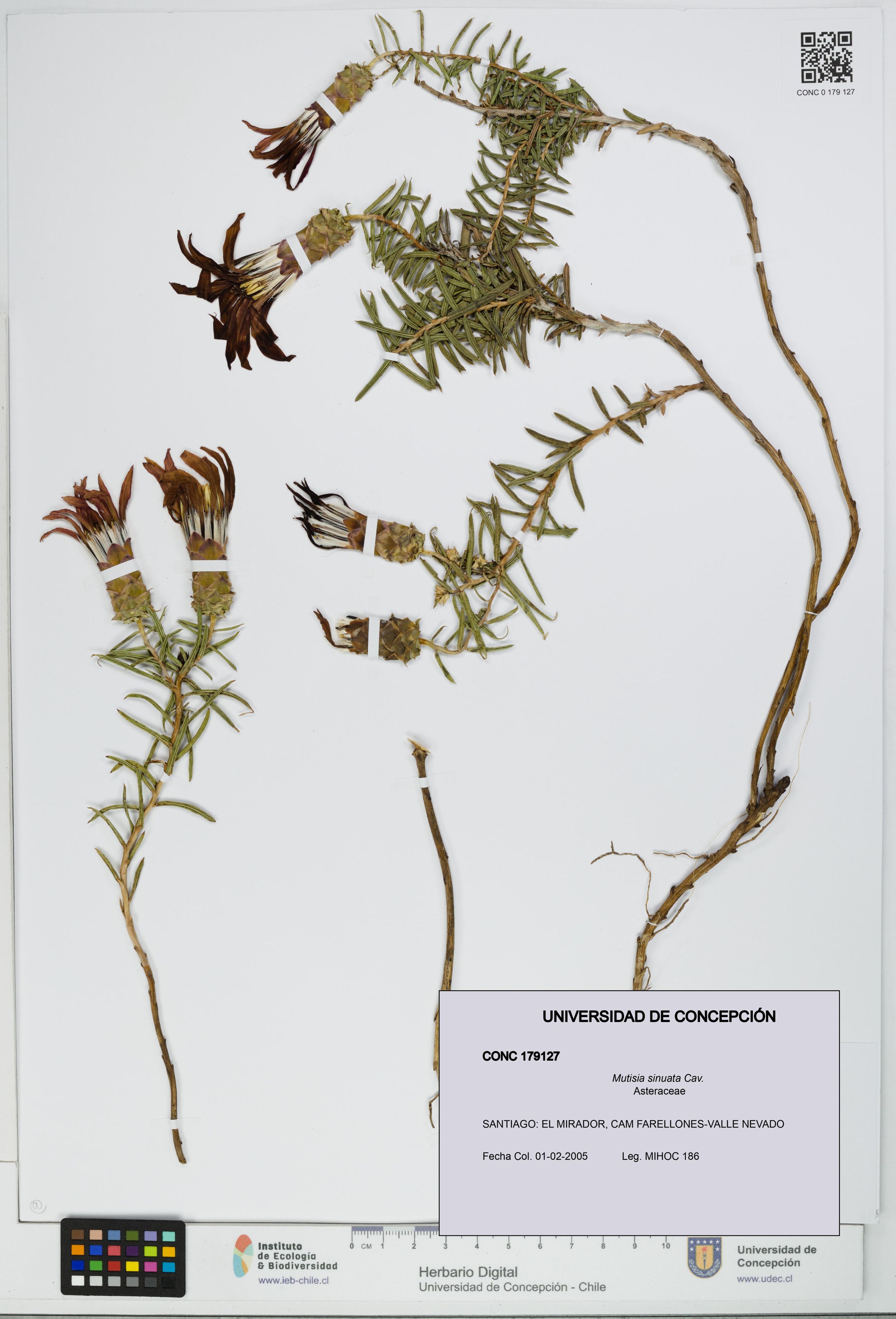 Mutisia sinuata [Espécimen: ]