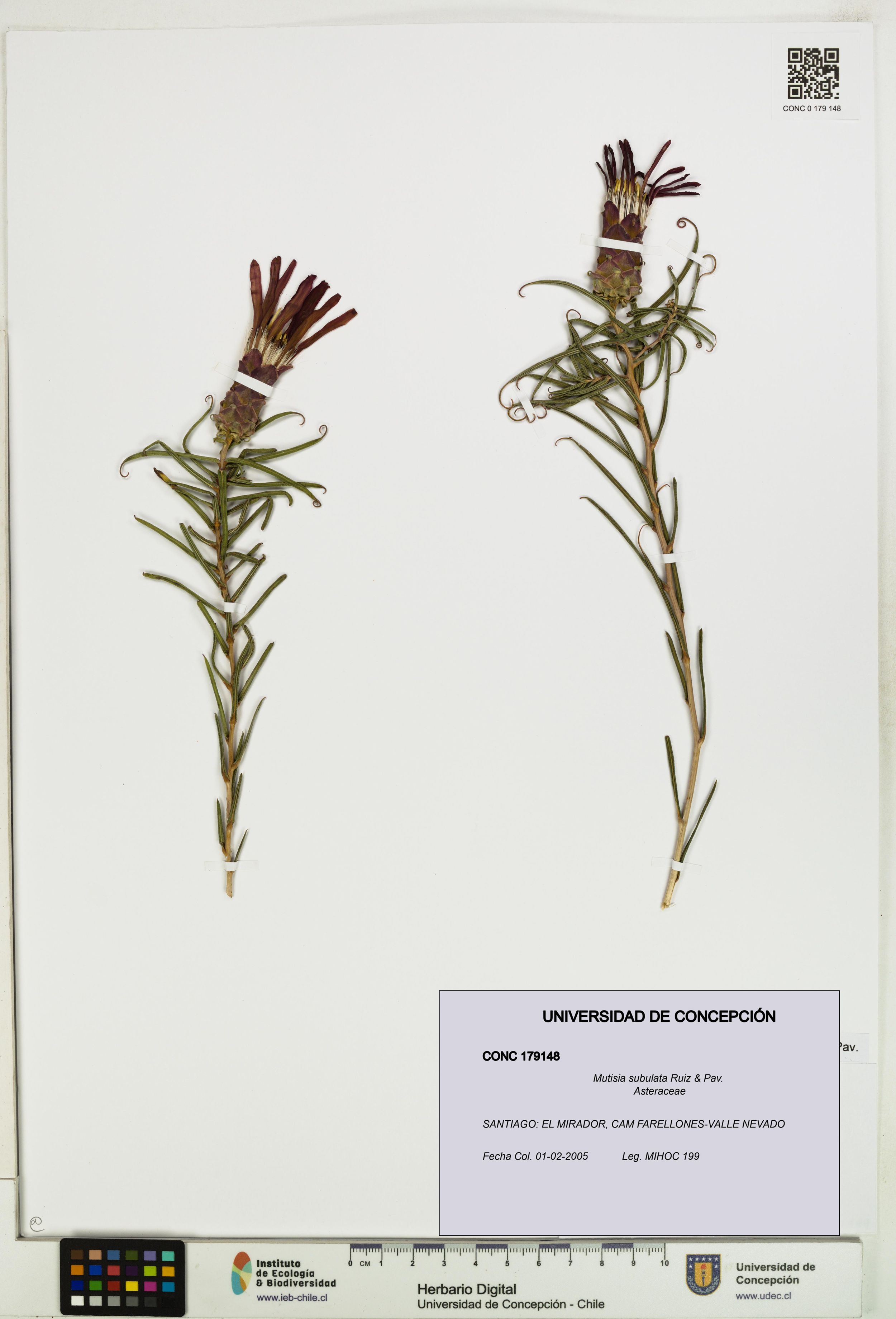 Mutisia subulata [Espécimen: ]