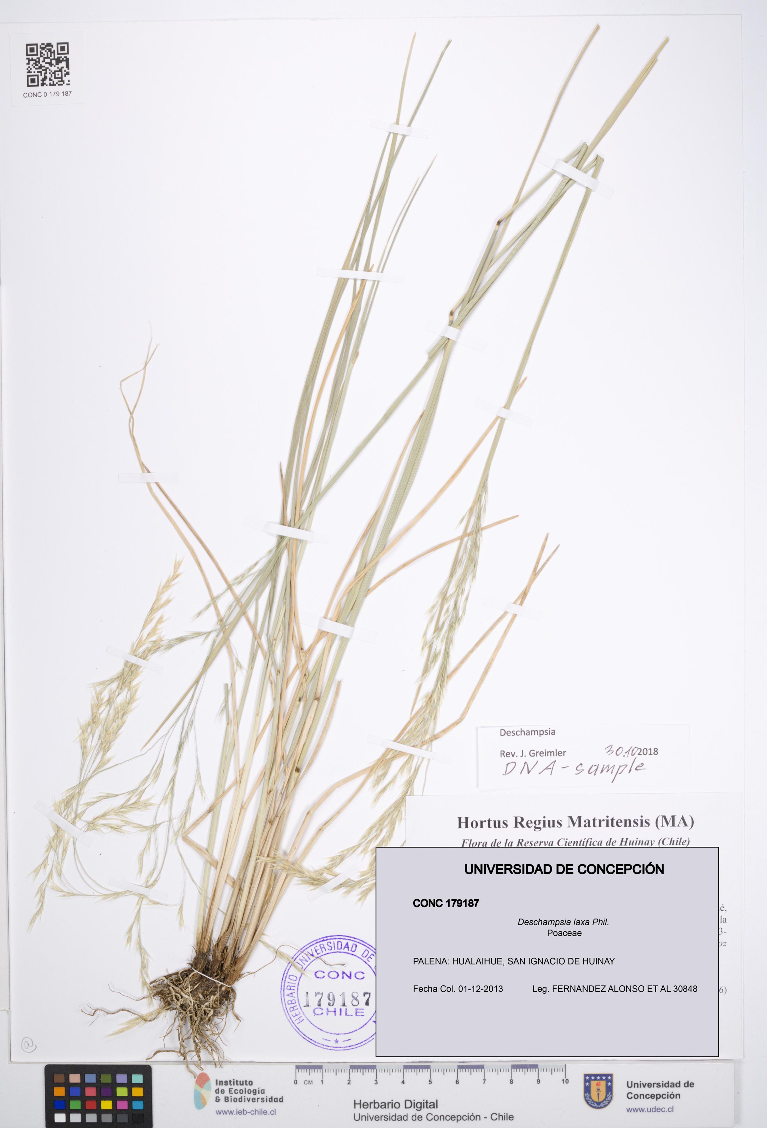 Deschampsia laxa [Espécimen: ]