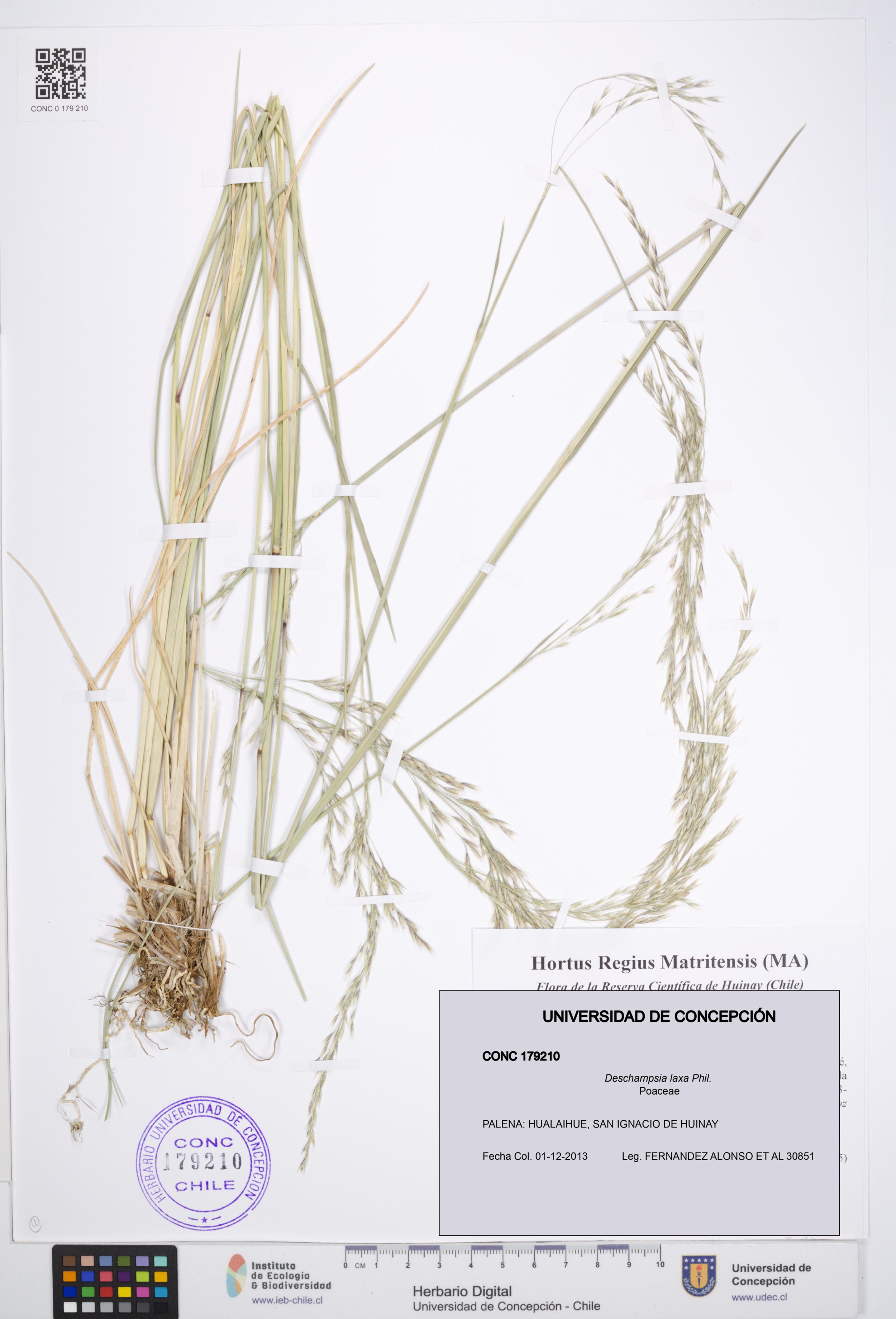 Deschampsia laxa [Espécimen: ]