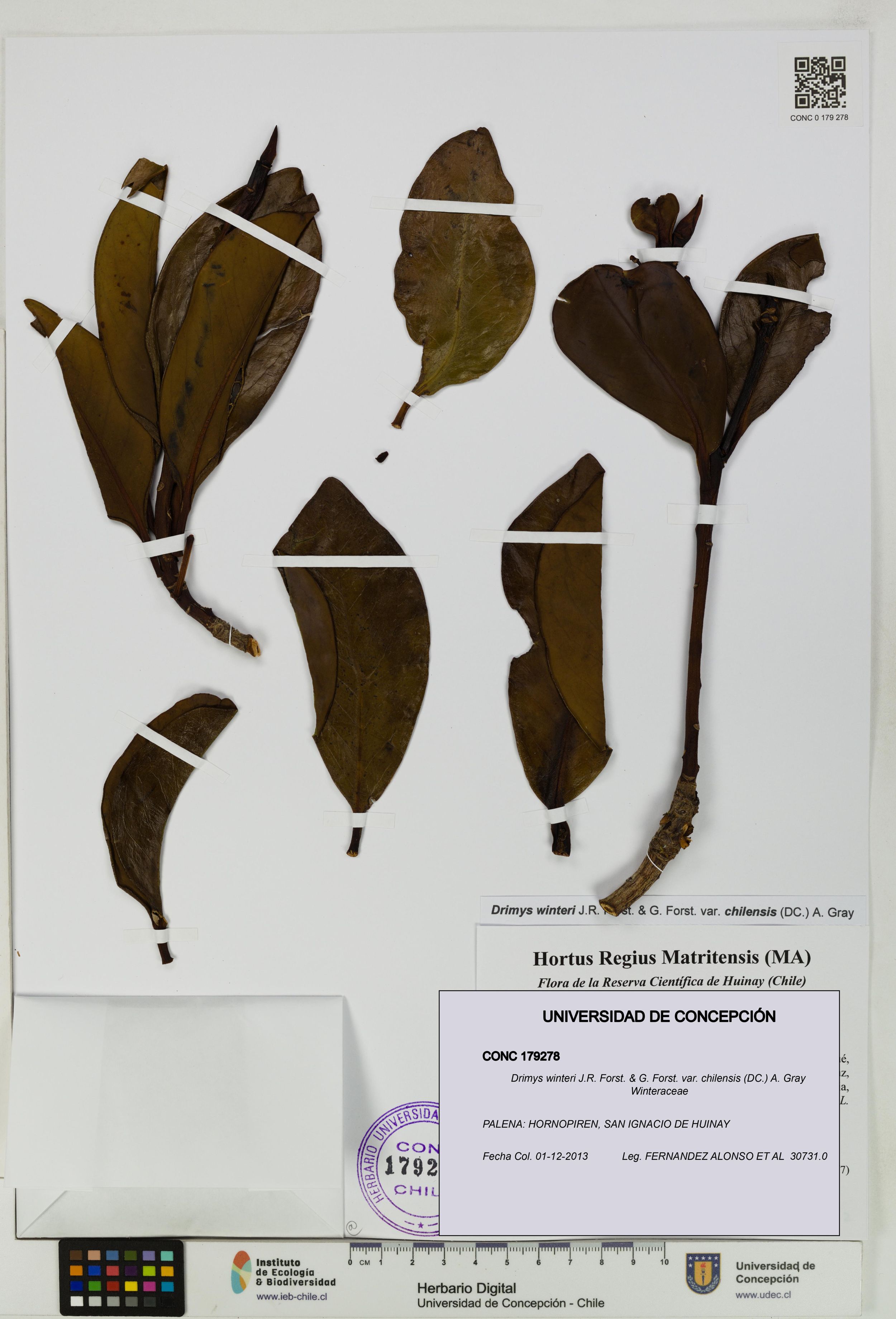 Drimys winteri var. chilensis [Espécimen: ]