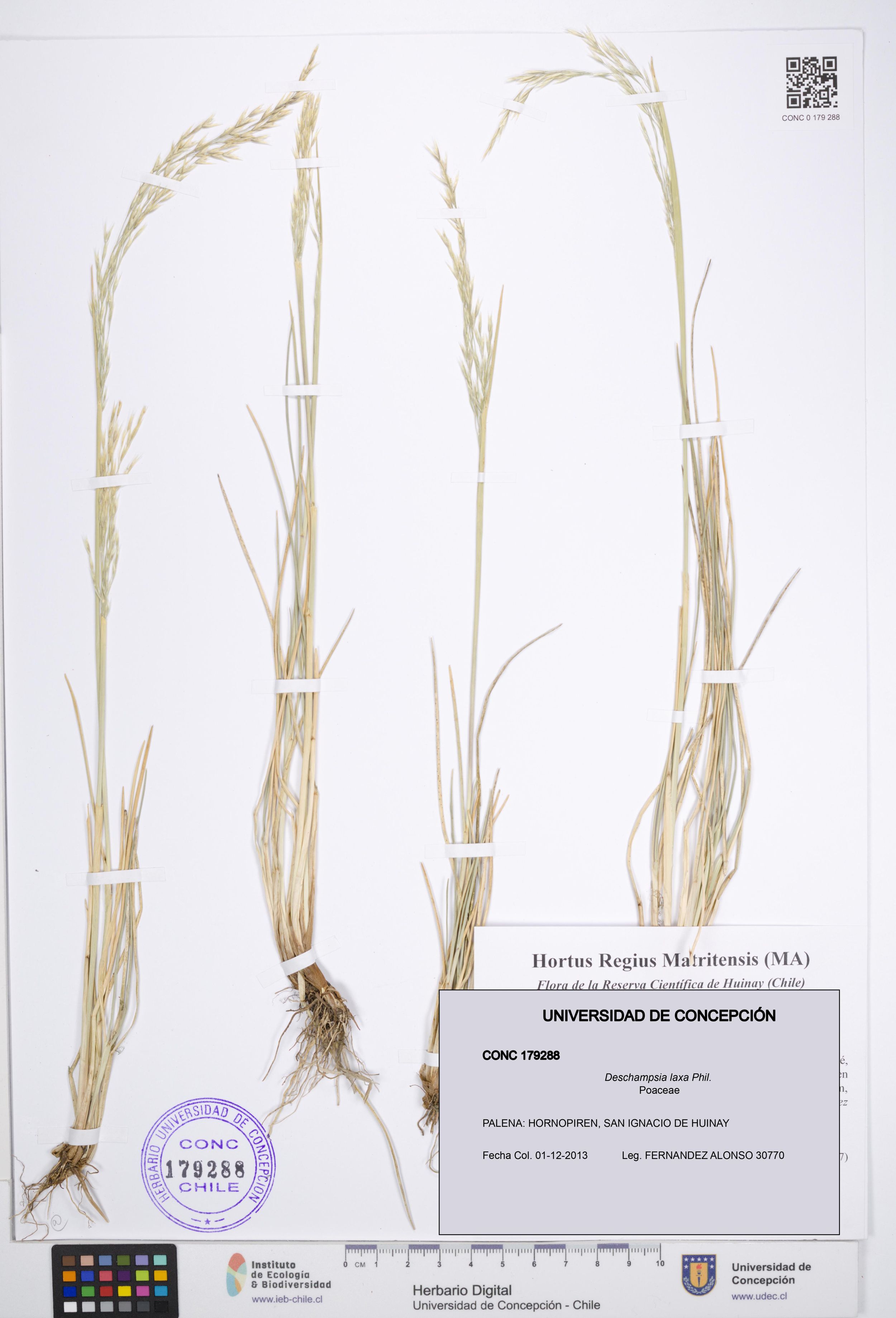 Deschampsia laxa [Espécimen: ]