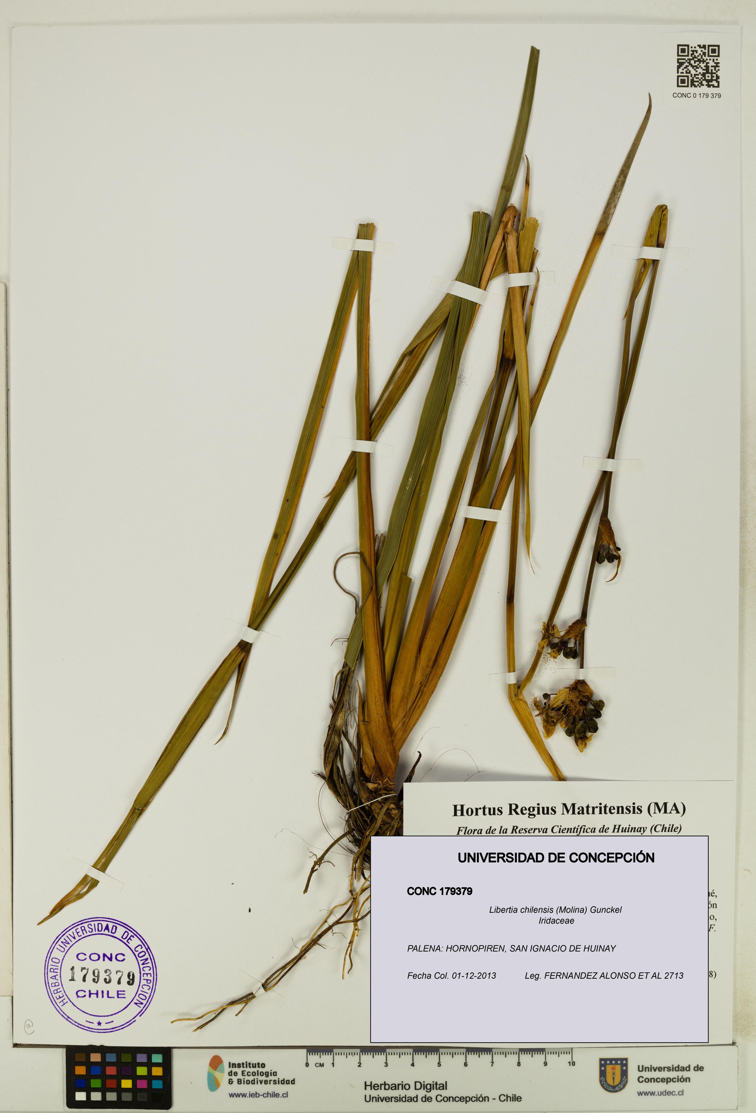 Libertia chilensis [Espécimen: ]