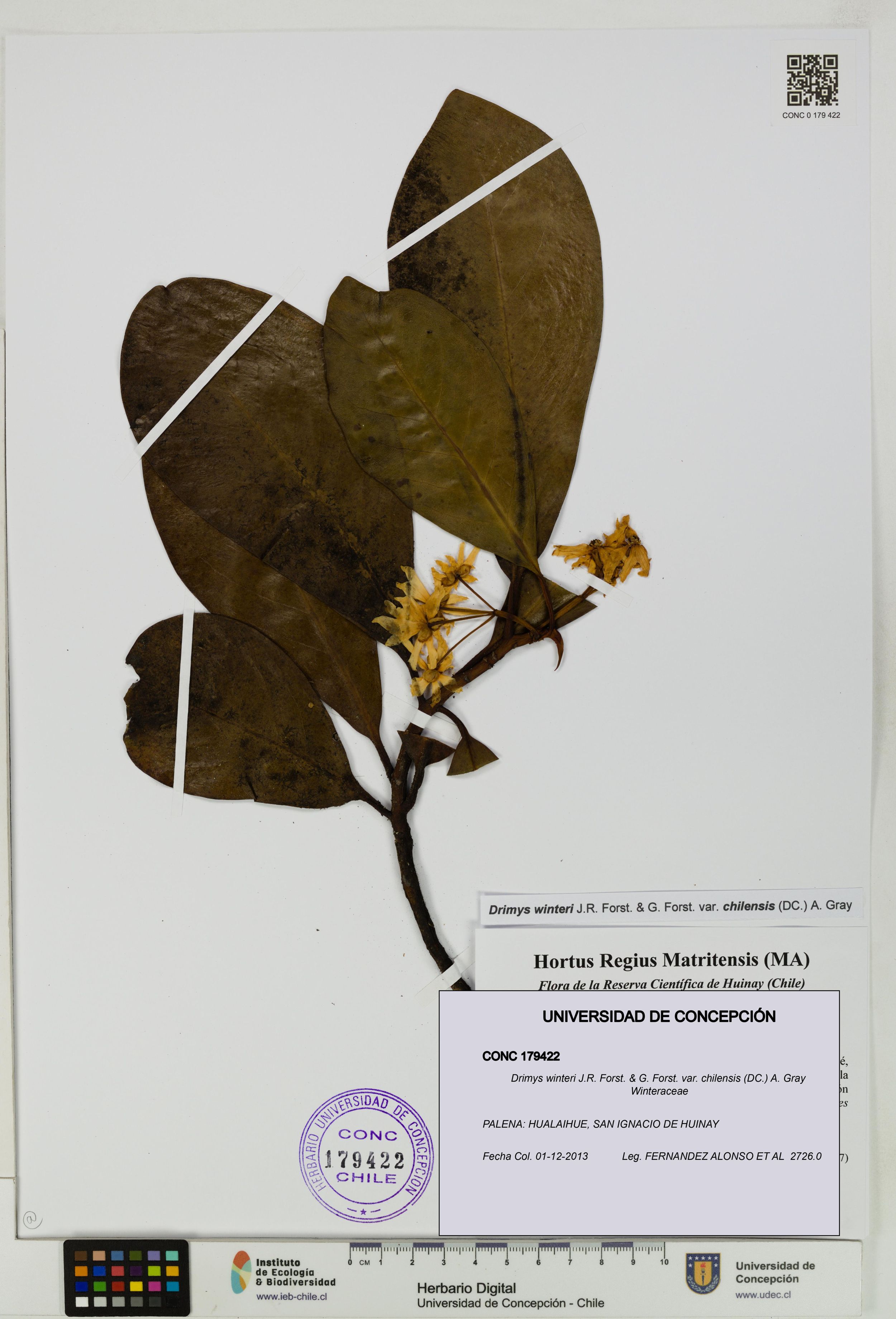 Drimys winteri var. chilensis [Espécimen: ]