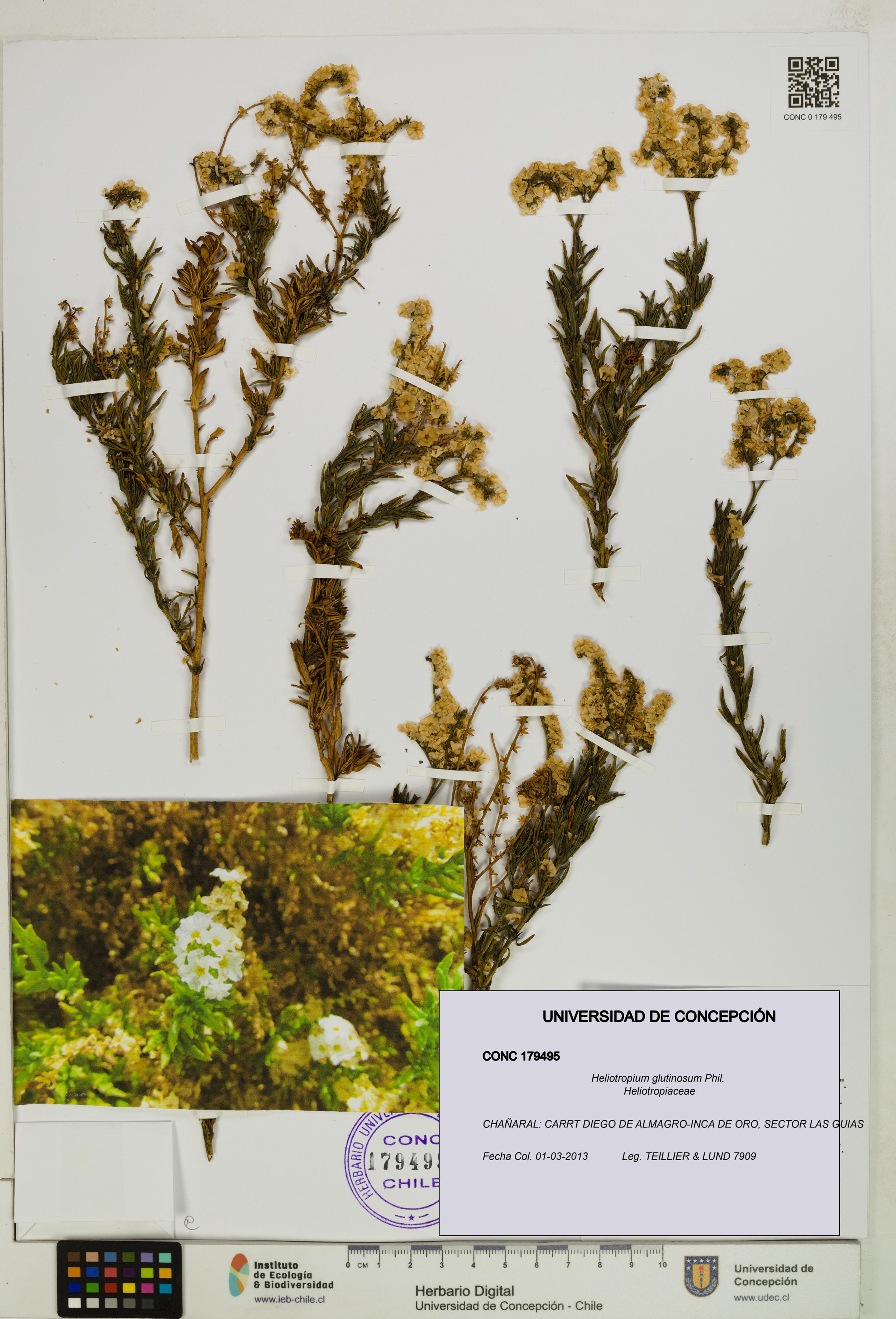 Heliotropium glutinosum [Espécimen: ]