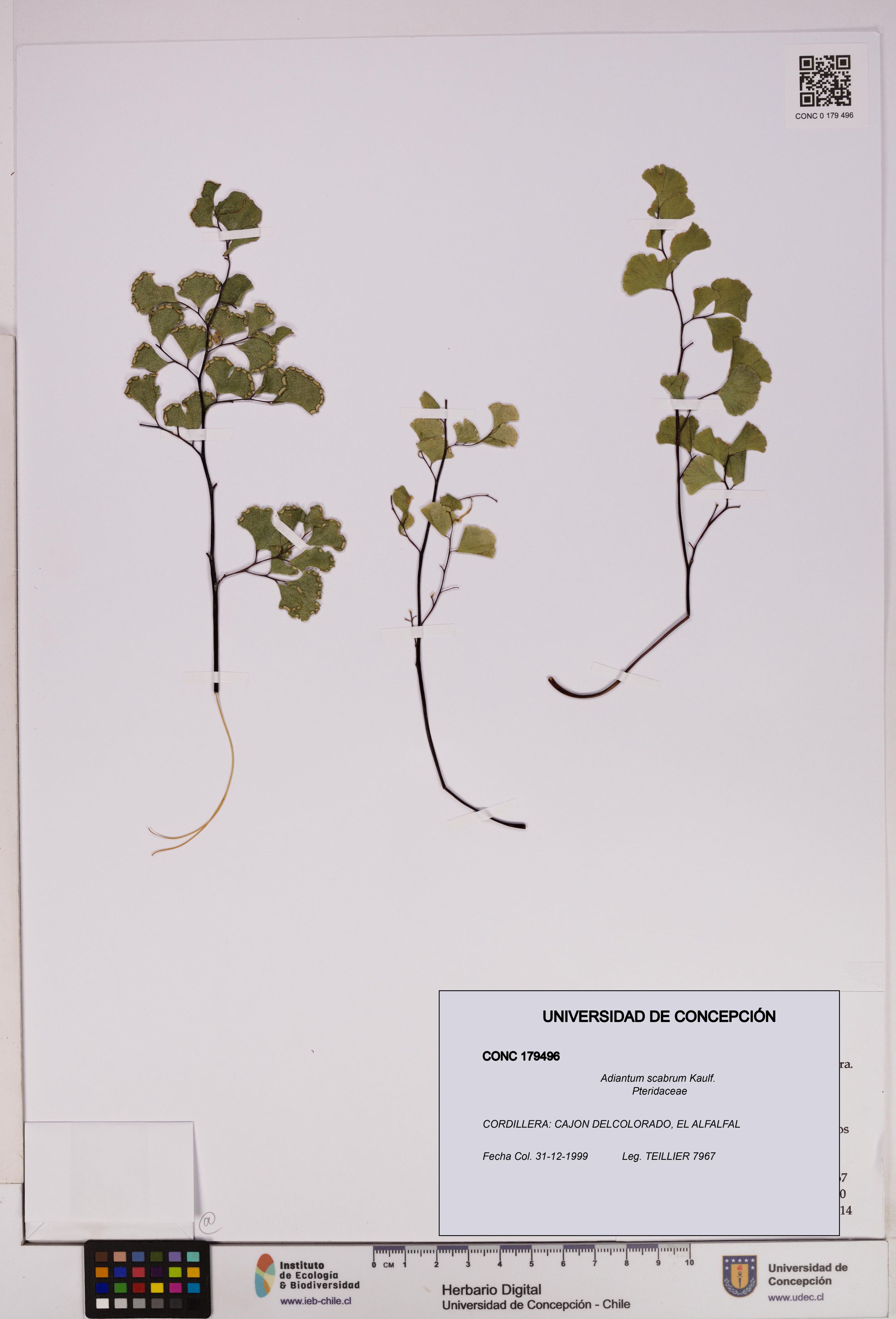 Adiantum scabrum [Espécimen: ]