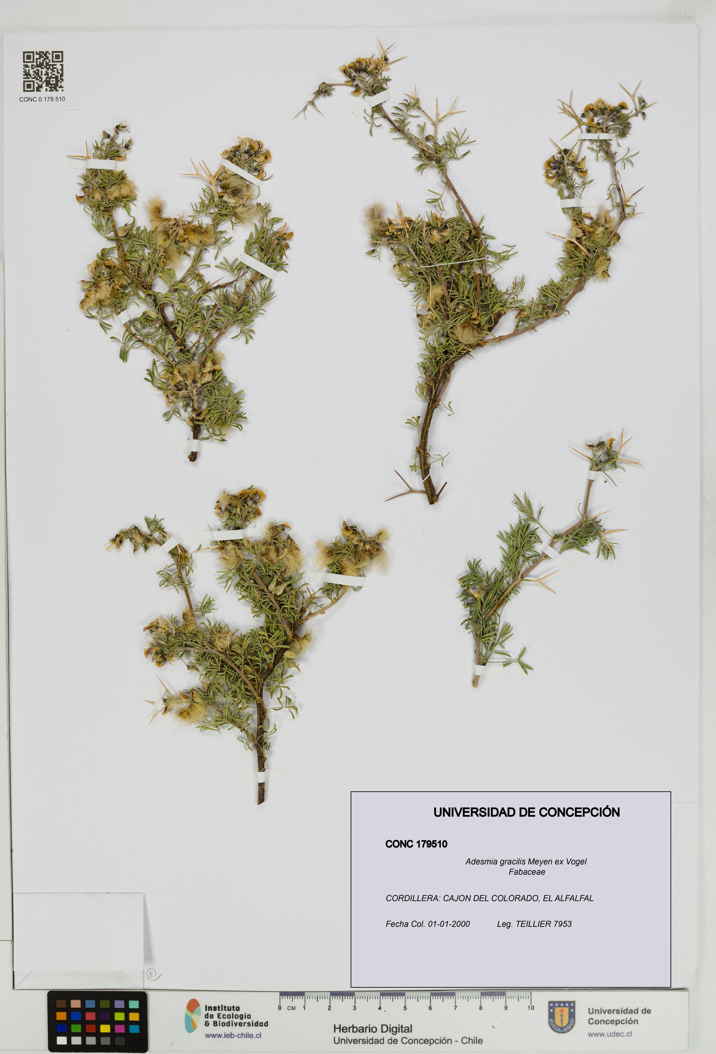 Adesmia gracilis [Espécimen: ]