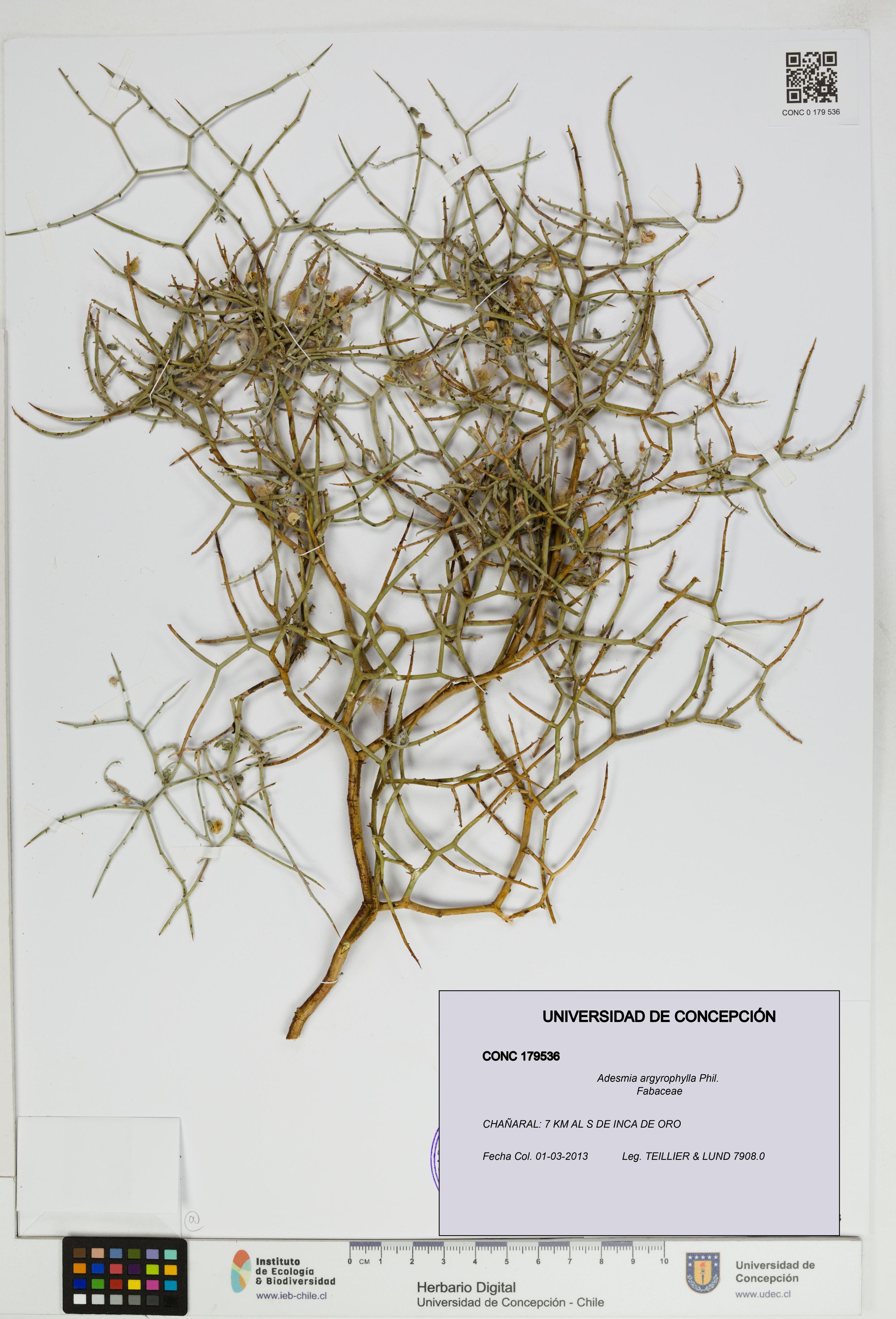 Adesmia argyrophylla [Espécimen: ]