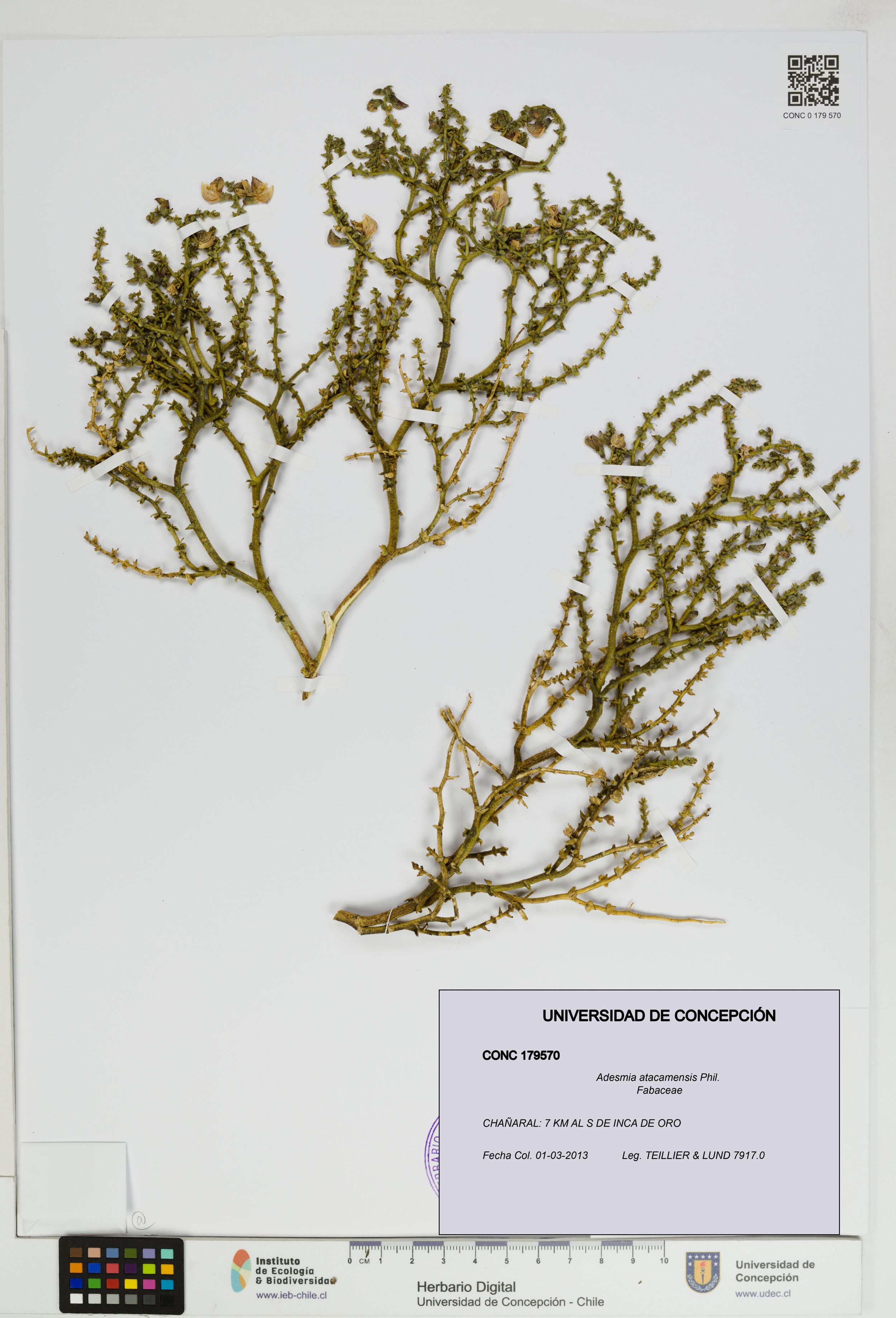 Adesmia atacamensis [Espécimen: ]