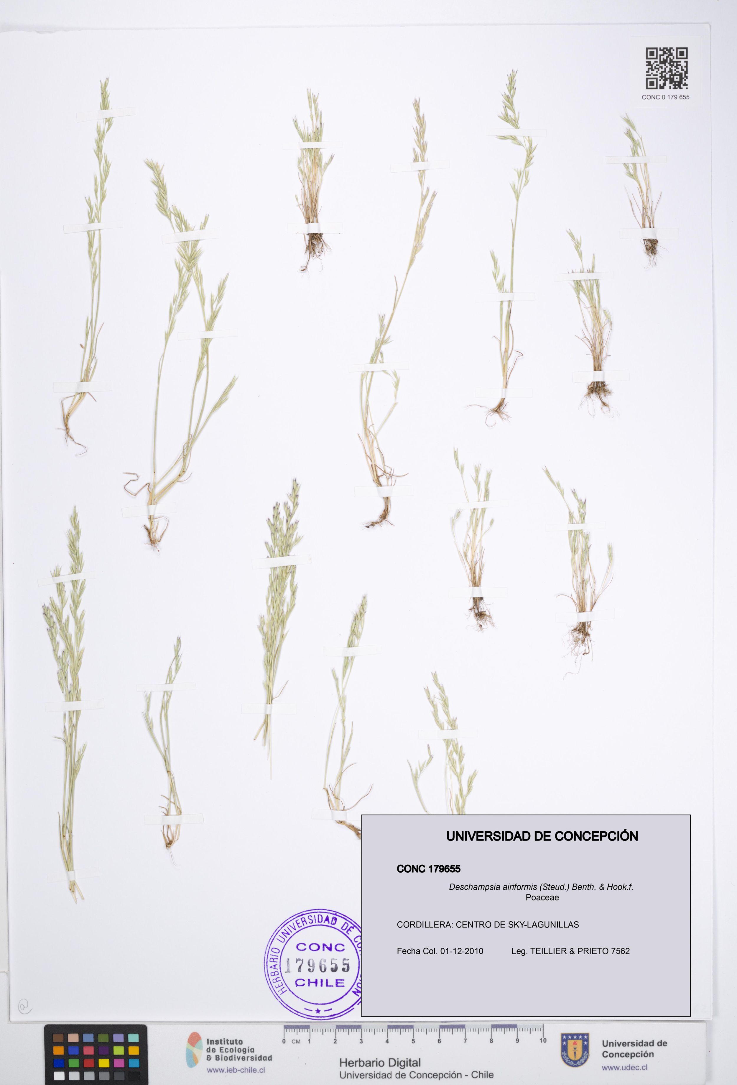 Deschampsia airiformis [Espécimen: ]
