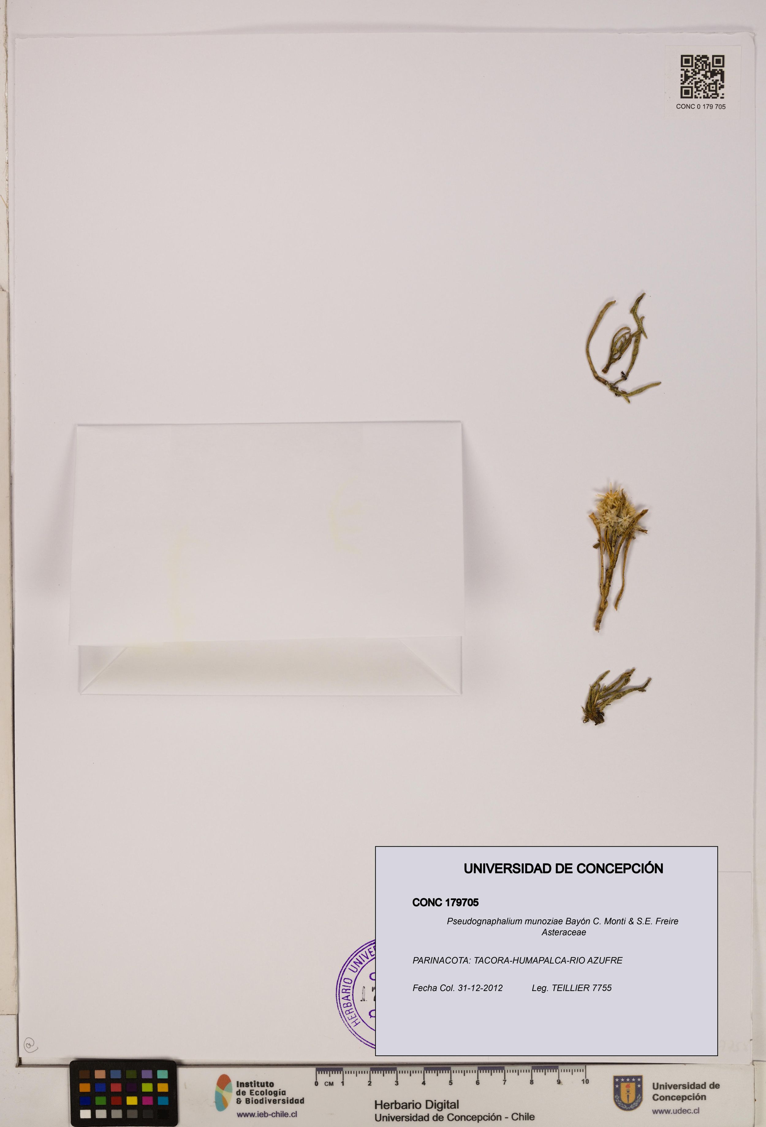 Pseudognaphalium munoziae [Espécimen: ]