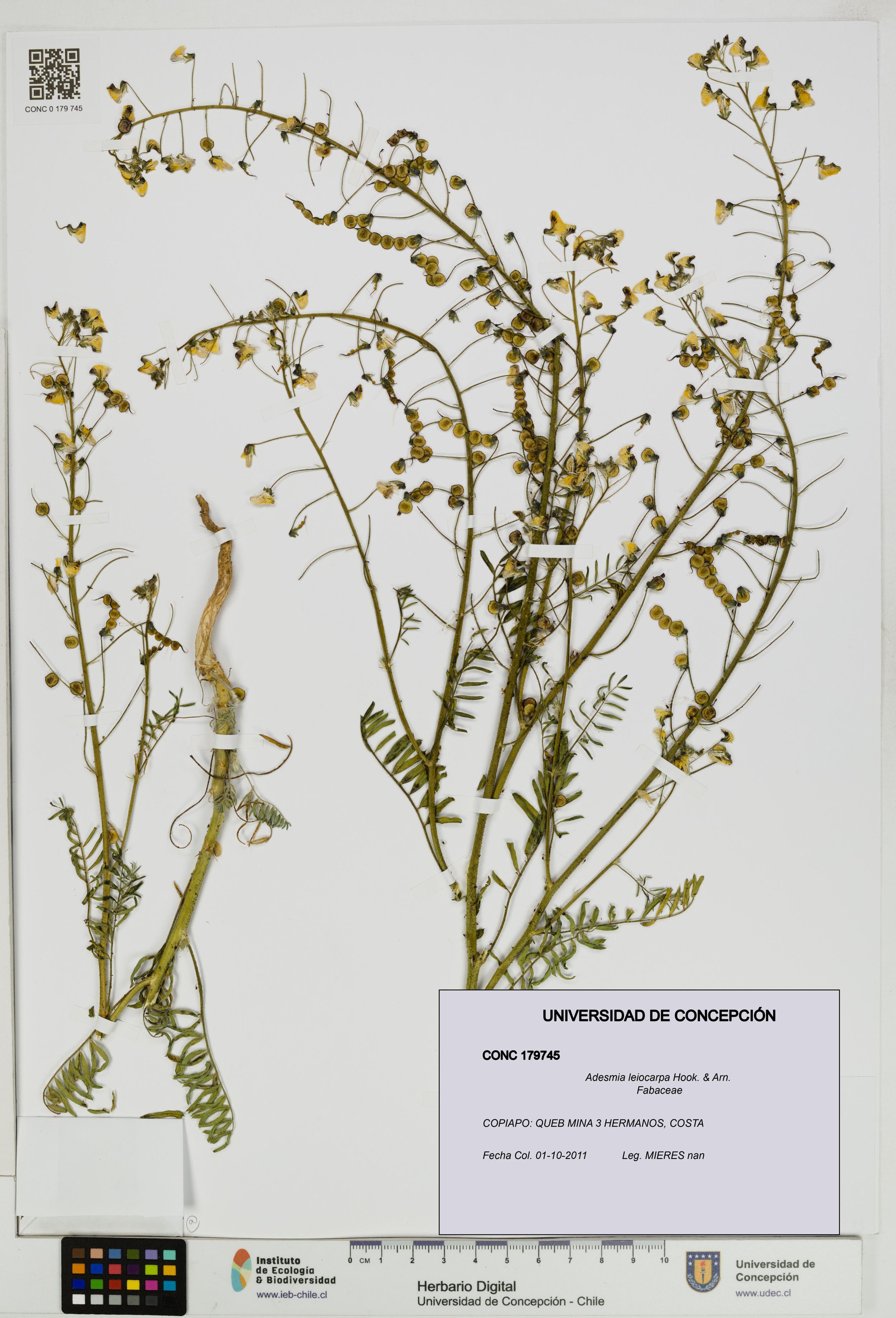 Adesmia leiocarpa [Espécimen: ]