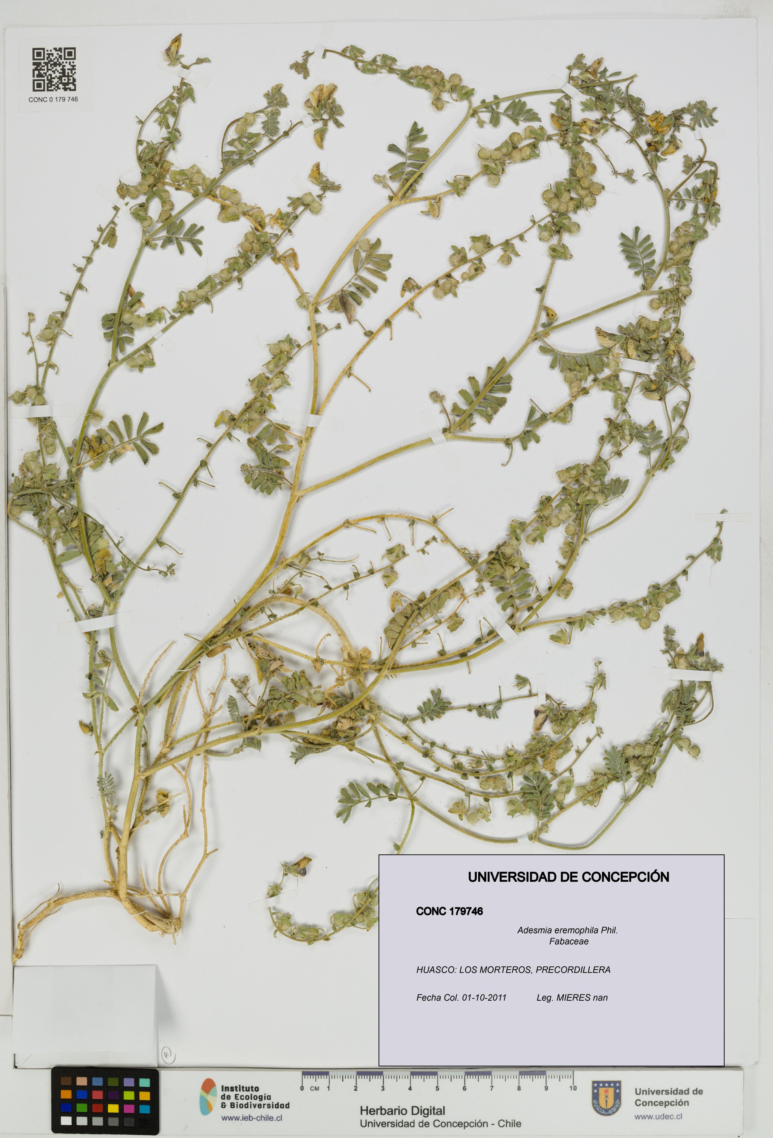Adesmia eremophila [Espécimen: ]