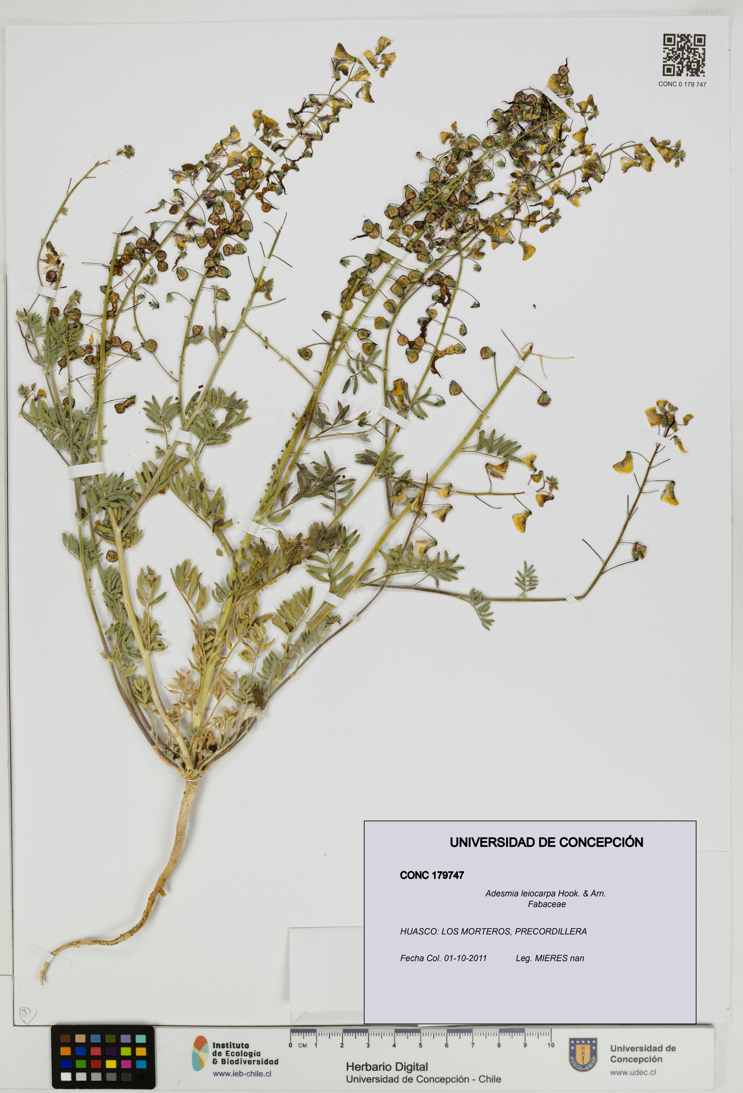 Adesmia leiocarpa [Espécimen: ]