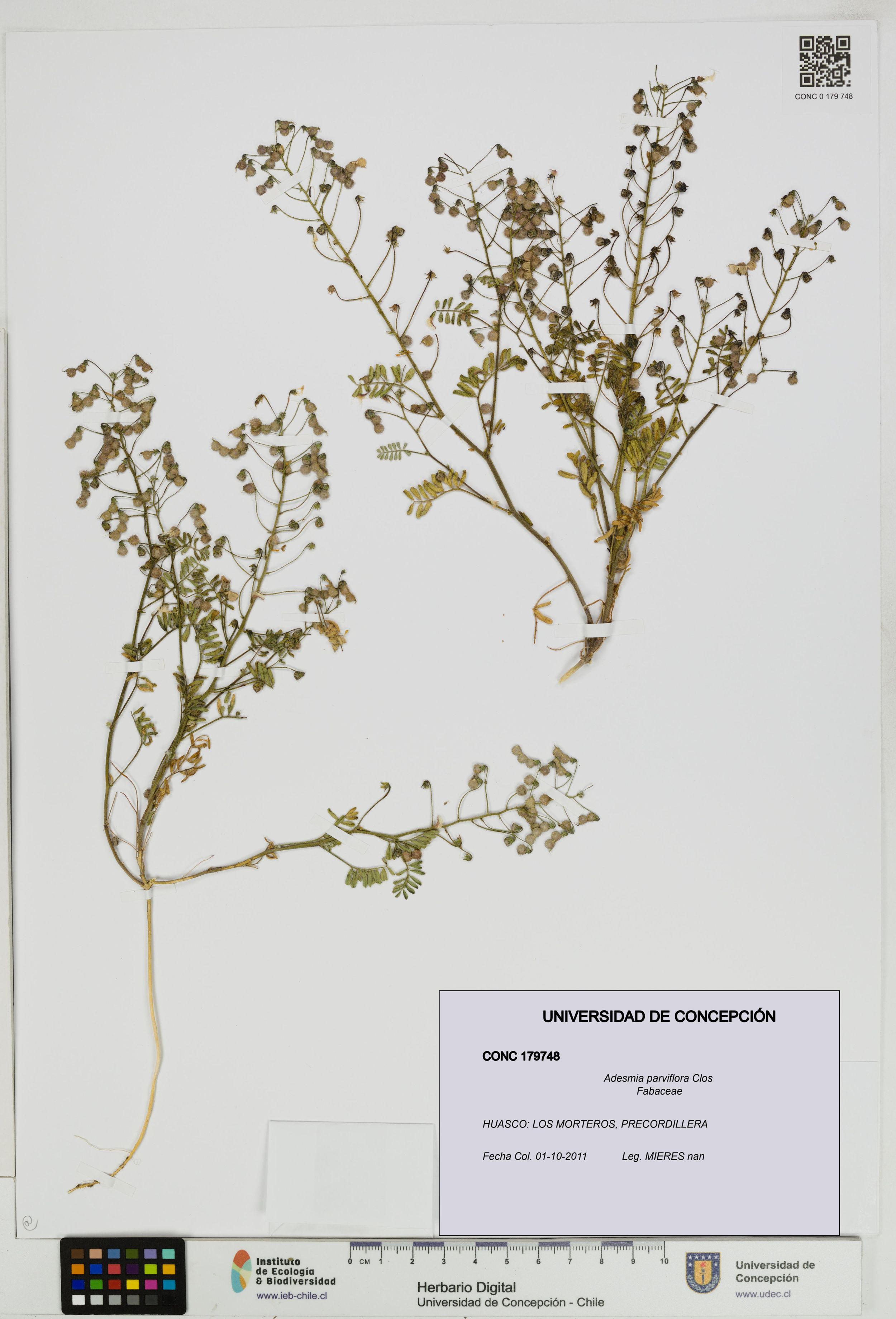 Adesmia parviflora [Espécimen: ]
