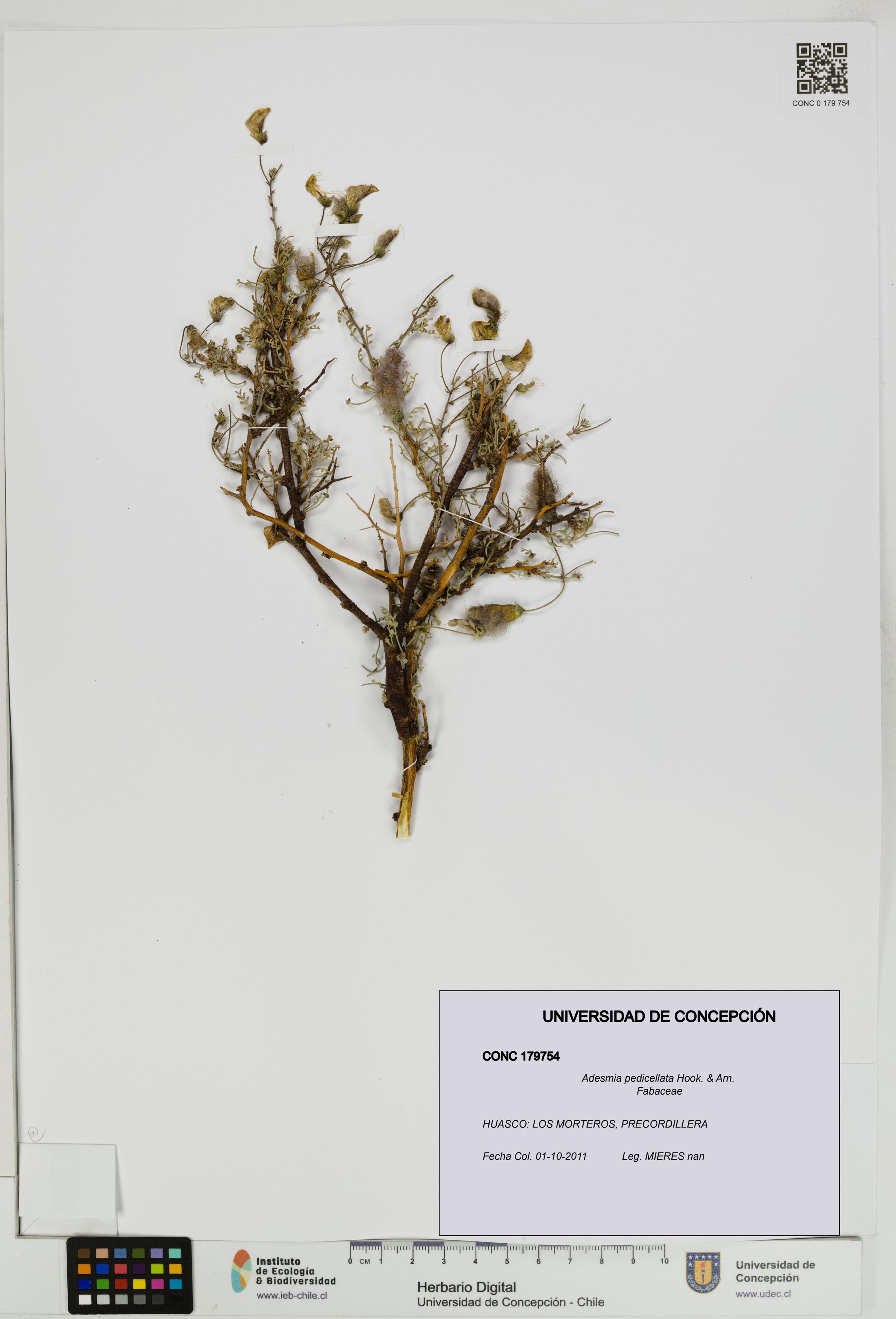 Adesmia pedicellata [Espécimen: ]