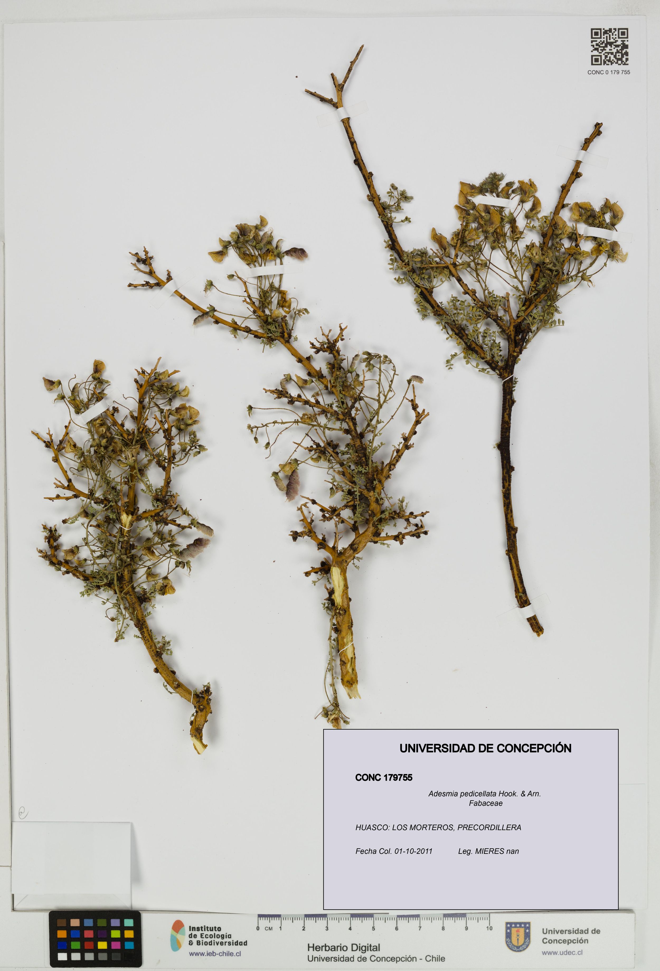 Adesmia pedicellata [Espécimen: ]